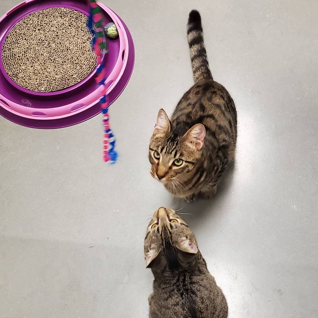 Meet Tom and Jerry! They certainly live up to their namesakes - always up to something and providing lots of laughs. You can meet them at PetSmart!