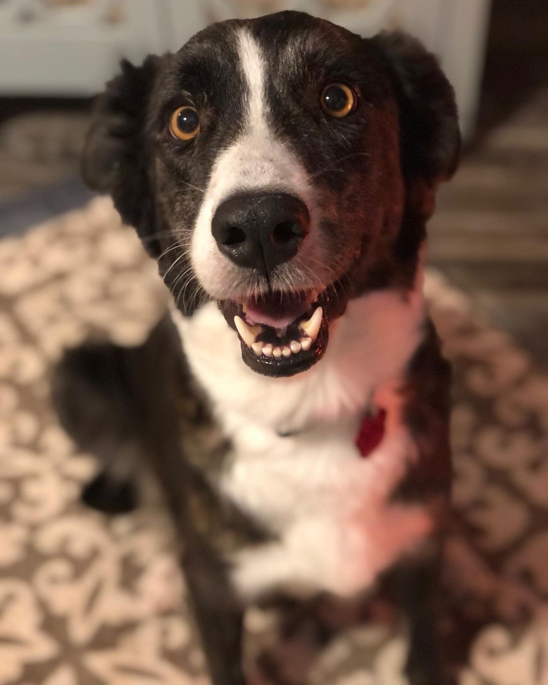 🌶 Pepper the wUnderdog foster dog is wishing you a good night ♥️ <a target='_blank' href='https://www.instagram.com/explore/tags/fosteringisfun/'>#fosteringisfun</a> <a target='_blank' href='https://www.instagram.com/explore/tags/dogs/'>#dogs</a> <a target='_blank' href='https://www.instagram.com/explore/tags/rescue/'>#rescue</a> <a target='_blank' href='https://www.instagram.com/explore/tags/adopt/'>#adopt</a> <a target='_blank' href='https://www.instagram.com/explore/tags/subarupacific/'>#subarupacific</a> <a target='_blank' href='https://www.instagram.com/explore/tags/gonetothedogsrescue/'>#gonetothedogsrescue</a> <a target='_blank' href='https://www.instagram.com/explore/tags/makeadogsday/'>#makeadogsday</a> <a target='_blank' href='https://www.instagram.com/explore/tags/nitenite/'>#nitenite</a>