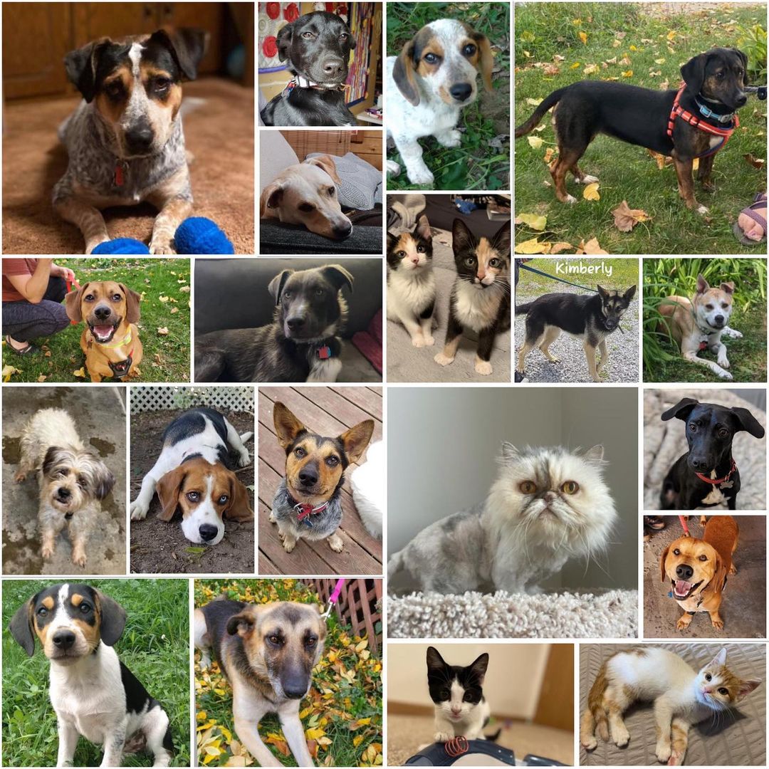 October adoptions - do you see your sweetheart in there?!? Thanks to all our rescue partners, fosters, vets, volunteers, and adopters!
<a target='_blank' href='https://www.instagram.com/explore/tags/Adoptdontshop/'>#Adoptdontshop</a> <a target='_blank' href='https://www.instagram.com/explore/tags/redemptionroadrescue/'>#redemptionroadrescue</a> <a target='_blank' href='https://www.instagram.com/explore/tags/redemptionroadmn/'>#redemptionroadmn</a> <a target='_blank' href='https://www.instagram.com/explore/tags/kittens/'>#kittens</a> <a target='_blank' href='https://www.instagram.com/explore/tags/kittensofinstagram/'>#kittensofinstagram</a> <a target='_blank' href='https://www.instagram.com/explore/tags/minneapoliskitty/'>#minneapoliskitty</a> <a target='_blank' href='https://www.instagram.com/explore/tags/rescuedismyfavoritebreed/'>#rescuedismyfavoritebreed</a> <a target='_blank' href='https://www.instagram.com/explore/tags/minnesotakittens/'>#minnesotakittens</a> <a target='_blank' href='https://www.instagram.com/explore/tags/rescuekitten/'>#rescuekitten</a> <a target='_blank' href='https://www.instagram.com/explore/tags/adoptedkitten/'>#adoptedkitten</a> <a target='_blank' href='https://www.instagram.com/explore/tags/Adoptdontshop/'>#Adoptdontshop</a> <a target='_blank' href='https://www.instagram.com/explore/tags/redemptionroadrescue/'>#redemptionroadrescue</a> <a target='_blank' href='https://www.instagram.com/explore/tags/redemptionroadmn/'>#redemptionroadmn</a> <a target='_blank' href='https://www.instagram.com/explore/tags/puppies/'>#puppies</a> <a target='_blank' href='https://www.instagram.com/explore/tags/dogsofinstagram/'>#dogsofinstagram</a> <a target='_blank' href='https://www.instagram.com/explore/tags/minneapolisdog/'>#minneapolisdog</a> <a target='_blank' href='https://www.instagram.com/explore/tags/rescuedismyfavoritebreed/'>#rescuedismyfavoritebreed</a> <a target='_blank' href='https://www.instagram.com/explore/tags/minnesotadogs/'>#minnesotadogs</a> <a target='_blank' href='https://www.instagram.com/explore/tags/rescuepup/'>#rescuepup</a> <a target='_blank' href='https://www.instagram.com/explore/tags/adopteddog/'>#adopteddog</a>