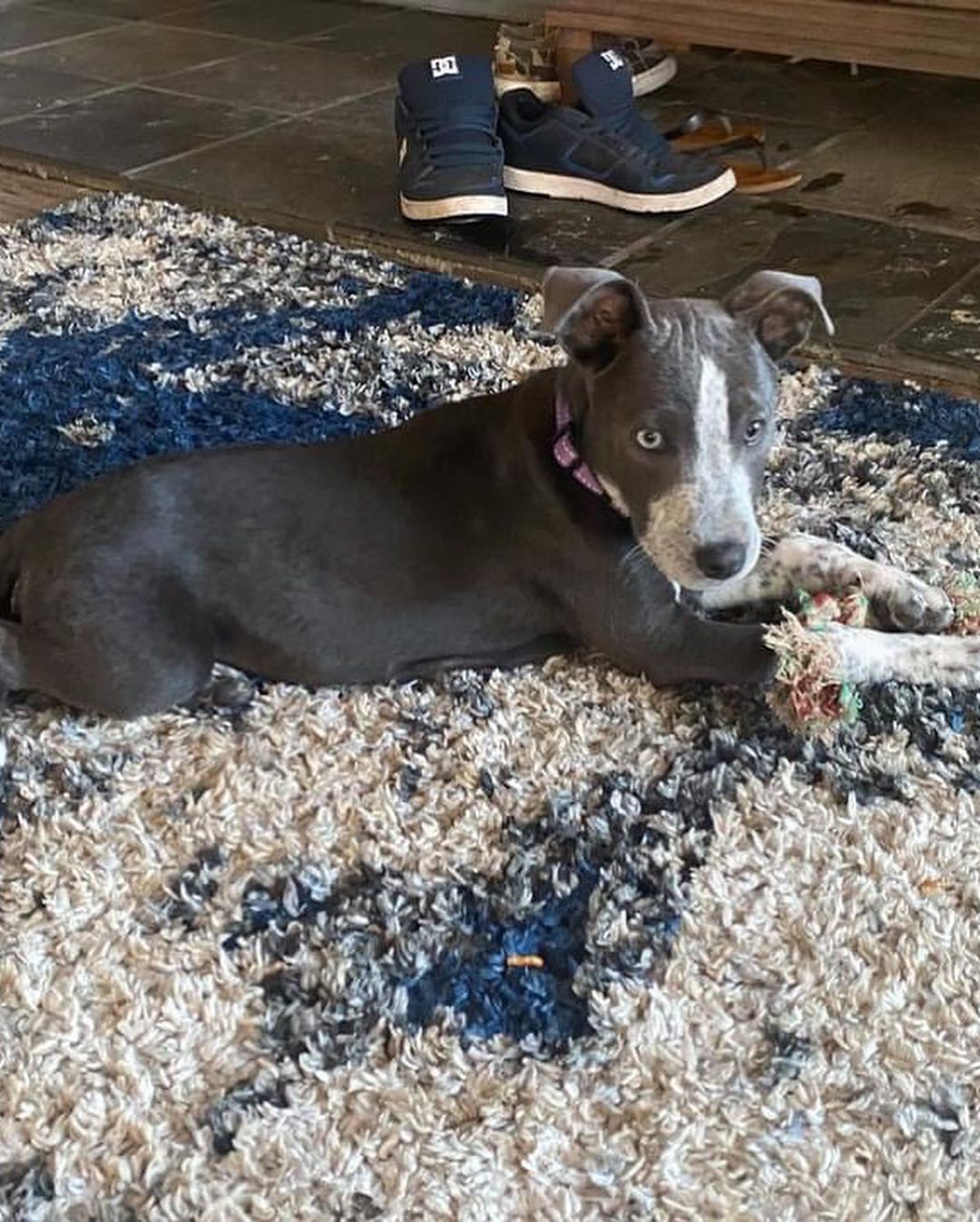 PUPDATE: Fenway is still available! Come get this sweet girl 🐾

HSTT has puppies! Ebbet, Wrigley and Fenway are sweet girls that are all 3 months old and ready for their forever homes! 

Please email adoptions@hstt.org for inquiries. Appointments start tomorrow, 11/3!