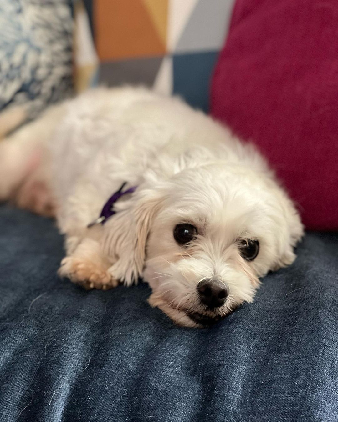 Little dog lovers, we have your girl! Meet Cortana, a purebred Coton de Tulear with an adorable underbite and the sweetest personality. 🤍🤍🤍

This 5 year old girl came to us this weekend as a breeder surrender and she is doing incredible in her foster home. She loves dogs of all sizes, kids and especially the cat - she does a hilarious little bounce in front of the cat to try to make her play with her (the humans all think this is very funny - the cat is less amused 🤣). She walks well on a leash, is gentle, is crate trained and is picking up potty training quickly. 🤍🤍🤍

Cortana is just 12lbs and doesn’t shed. She is eager for love and just melts into your lap when you pet her. She will be an easy going, loving companion for any home. Fill out an app to meet her before she’s scooped up! 🤍🤍🤍

<a target='_blank' href='https://www.instagram.com/explore/tags/adoptme/'>#adoptme</a> <a target='_blank' href='https://www.instagram.com/explore/tags/rescuedog/'>#rescuedog</a> <a target='_blank' href='https://www.instagram.com/explore/tags/cotondetulear/'>#cotondetulear</a> <a target='_blank' href='https://www.instagram.com/explore/tags/smalldog/'>#smalldog</a> <a target='_blank' href='https://www.instagram.com/explore/tags/familydog/'>#familydog</a> <a target='_blank' href='https://www.instagram.com/explore/tags/catfriendly/'>#catfriendly</a> <a target='_blank' href='https://www.instagram.com/explore/tags/love/'>#love</a> <a target='_blank' href='https://www.instagram.com/explore/tags/hypoallergenic/'>#hypoallergenic</a> <a target='_blank' href='https://www.instagram.com/explore/tags/mature/'>#mature</a> <a target='_blank' href='https://www.instagram.com/explore/tags/dogsofstl/'>#dogsofstl</a> <a target='_blank' href='https://www.instagram.com/explore/tags/dogsofstlouis/'>#dogsofstlouis</a> <a target='_blank' href='https://www.instagram.com/explore/tags/sweetheart/'>#sweetheart</a> <a target='_blank' href='https://www.instagram.com/explore/tags/pickme/'>#pickme</a>