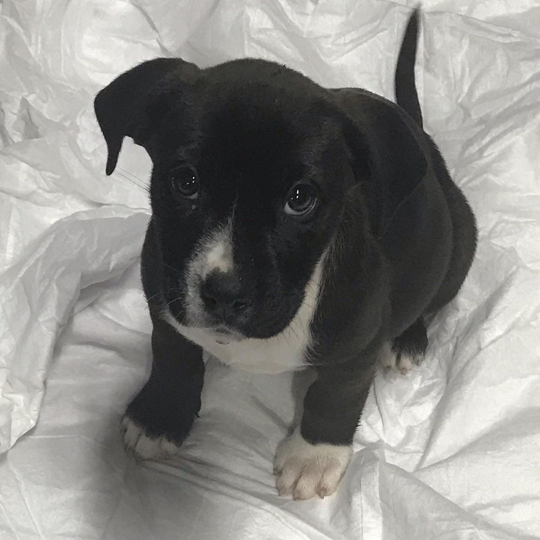 Will you be my foster? 🥺

Seven precious collie mix pups are looking for a place to crash for just over a week.  We can split them up in groups (no solo pups) until their vet appointment for booster shots.

Can they crash with you? 🥰

<a target='_blank' href='https://www.instagram.com/explore/tags/fosteringsaveslives/'>#fosteringsaveslives</a> <a target='_blank' href='https://www.instagram.com/explore/tags/fosterdog/'>#fosterdog</a> <a target='_blank' href='https://www.instagram.com/explore/tags/fosterpup/'>#fosterpup</a> <a target='_blank' href='https://www.instagram.com/explore/tags/fosterpuppy/'>#fosterpuppy</a> <a target='_blank' href='https://www.instagram.com/explore/tags/colliemix/'>#colliemix</a> <a target='_blank' href='https://www.instagram.com/explore/tags/colliepuppy/'>#colliepuppy</a> <a target='_blank' href='https://www.instagram.com/explore/tags/cutepuppiesofinstagram/'>#cutepuppiesofinstagram</a> <a target='_blank' href='https://www.instagram.com/explore/tags/werescue/'>#werescue</a> <a target='_blank' href='https://www.instagram.com/explore/tags/adoptdontshop/'>#adoptdontshop</a> <a target='_blank' href='https://www.instagram.com/explore/tags/adoptabledog/'>#adoptabledog</a>