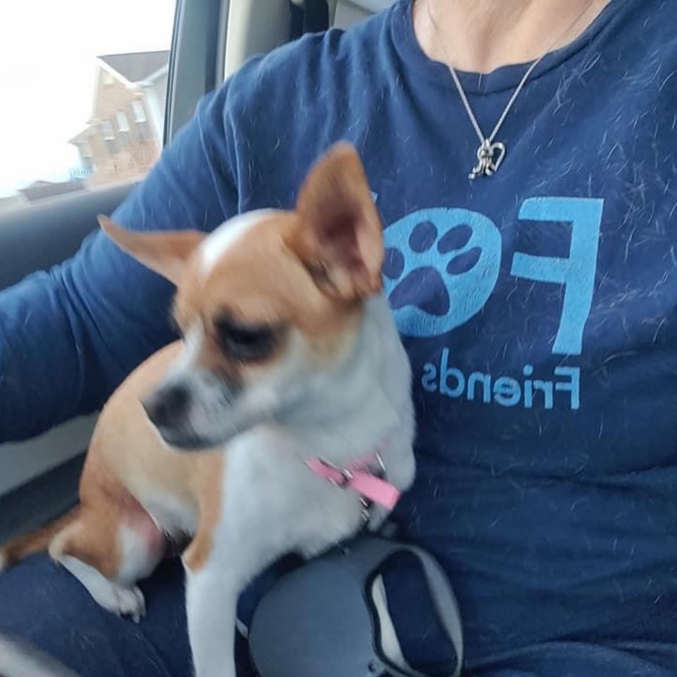 Meet Ellie Mae. She is 100% Chihuahua, complete with little dog syndrome. All 5 pounds of her is full of sass. 100% prefers women over men. She can get used to a man in the home, but it will take patience and lots of work. She needs a quiet adult home. No children under 10. She is house trained, crate trained, and will worship her main person. She is fine with other dogs. If you’d like to learn more or meet her, just fill out a non-binding adoption application at FORrescue.net. Email info@FORrescue.net with any questions. 
<a target='_blank' href='https://www.instagram.com/explore/tags/elliemae/'>#elliemae</a> <a target='_blank' href='https://www.instagram.com/explore/tags/chihuahua/'>#chihuahua</a> <a target='_blank' href='https://www.instagram.com/explore/tags/rescuedog/'>#rescuedog</a> <a target='_blank' href='https://www.instagram.com/explore/tags/fosterdog/'>#fosterdog</a> <a target='_blank' href='https://www.instagram.com/explore/tags/dog/'>#dog</a> <a target='_blank' href='https://www.instagram.com/explore/tags/dogsofinstagram/'>#dogsofinstagram</a> <a target='_blank' href='https://www.instagram.com/explore/tags/adoptdontshop/'>#adoptdontshop</a> <a target='_blank' href='https://www.instagram.com/explore/tags/spayandneuter/'>#spayandneuter</a> <a target='_blank' href='https://www.instagram.com/explore/tags/friendsofrescue/'>#friendsofrescue</a> <a target='_blank' href='https://www.instagram.com/explore/tags/forrescue/'>#forrescue</a>