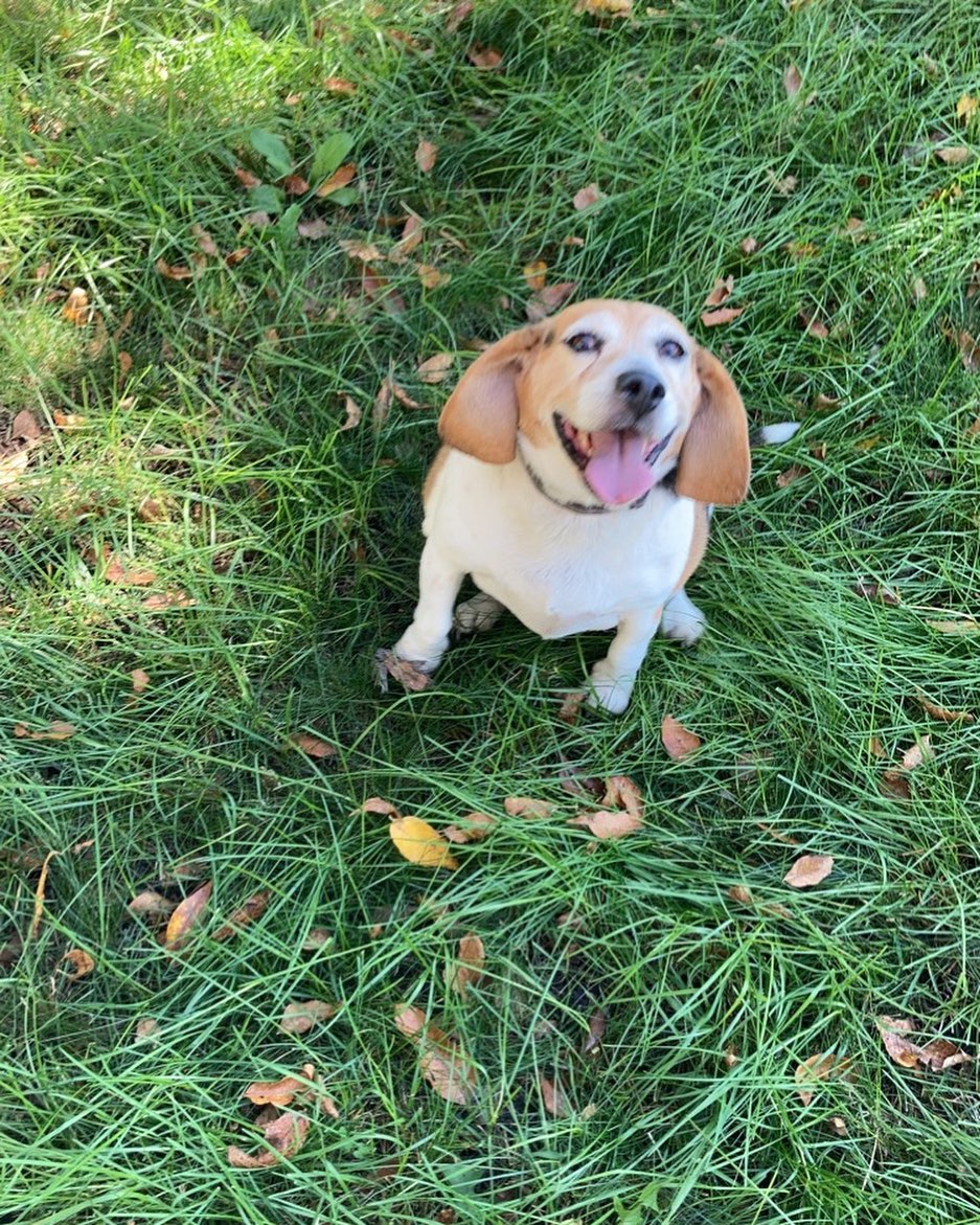 Oh sweet Dixie is such a love.  Dixie is a 9 year old beagle.  She does well with other dogs and everyone she meets.  She walks well on a leash and ￼is working on losing a few extra pounds. 

Dixie is spayed, current on vaccinations, microchipped,￼￼￼ crate trained, on monthly flea/tick/heartworm preventative and working on house training. ￼

She will be adopted out as a house dog.

Adoption fee: $350

Apply at www.tracyareaanimalrescue.com

All of our animals are in foster homes. Meet and greets are arranged with an approved application on file. 

***Before applying - please make sure your current pets are up to date on vaccinations and spayed/neutered.***