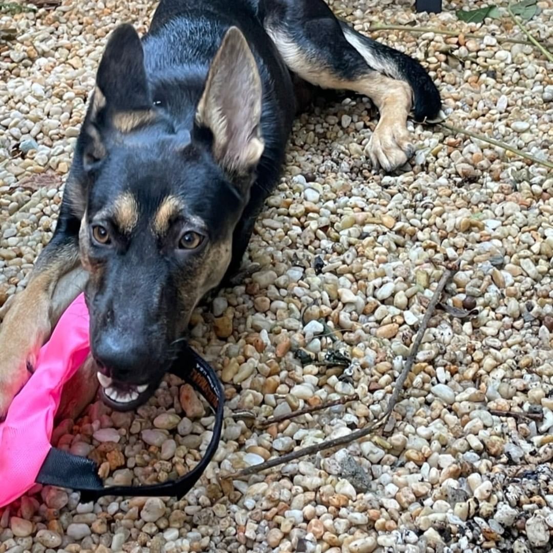 MEET RAVEN!

Meet Raven, a gorgeous German Shepherd mix who just arrived from Texas! Some of her favorite activities are playing with you, taking frequent naps with her favorite bunny, getting attention from her favorite humans, and going on walks. 

Raven is the perfect match for anyone who wants a deep, strong connection with their dog. She's incredibly smart and protective and would benefit from someone who enjoys training just as much as she does! Her entire world revolves around her 