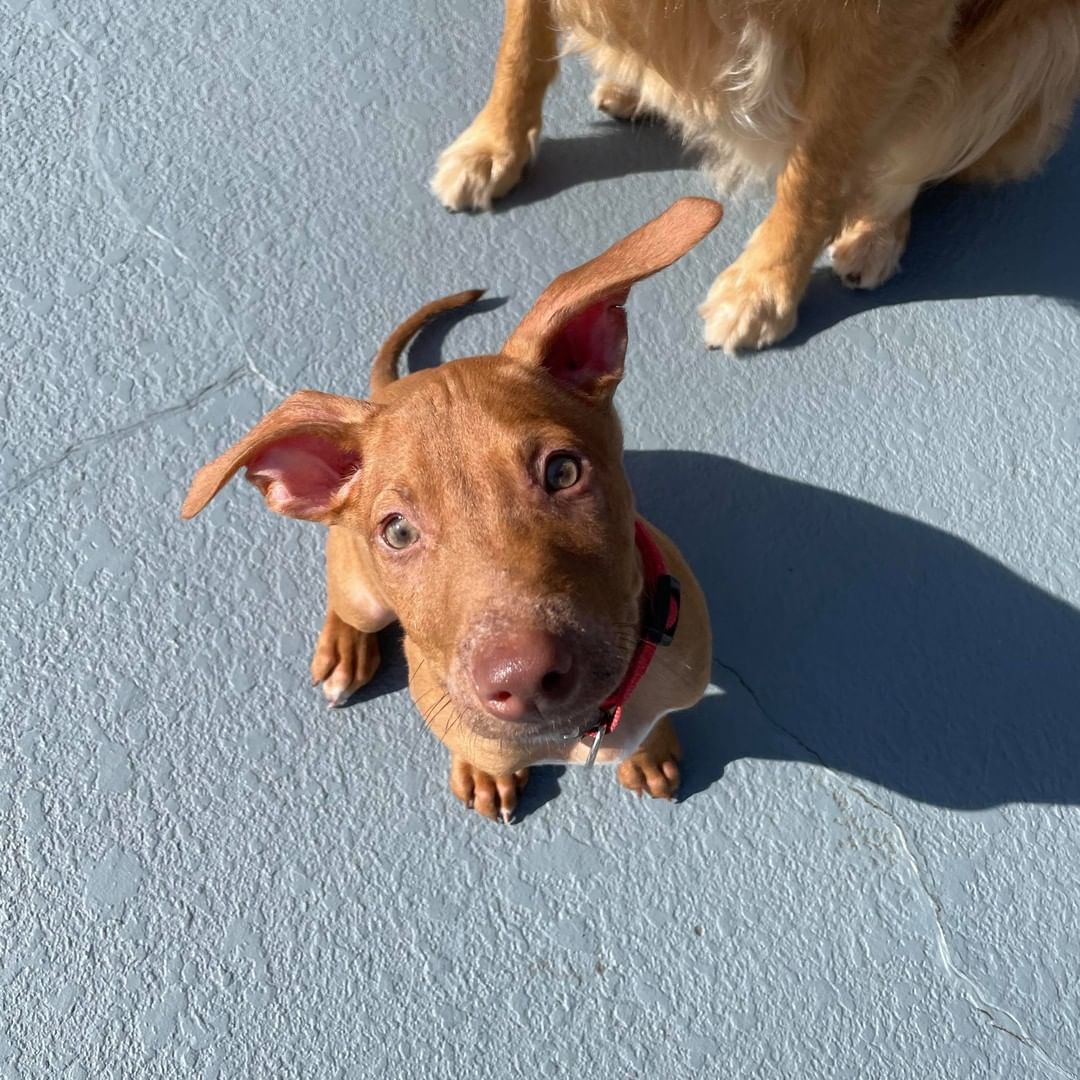 Who remembers little Albert? 🙋 He joined the rescue about five weeks ago, lethargic, weak, and painful due to a condition called Puppy Strangles. 🏥 With proper medical care, sweet Albert is back on his feet and enjoying puppy life. 🐾 Although Albert has some adoption interest already, we couldn't resist sharing these adorable transformation photos. Just look at those EARS! 😍
.
.
.
.
.
.
.
<a target='_blank' href='https://www.instagram.com/explore/tags/EARS/'>#EARS</a> <a target='_blank' href='https://www.instagram.com/explore/tags/adoptdontshop/'>#adoptdontshop</a> <a target='_blank' href='https://www.instagram.com/explore/tags/adoptalbert/'>#adoptalbert</a> <a target='_blank' href='https://www.instagram.com/explore/tags/criticalcarerescue/'>#criticalcarerescue</a> <a target='_blank' href='https://www.instagram.com/explore/tags/urgentmedicalrescue/'>#urgentmedicalrescue</a> <a target='_blank' href='https://www.instagram.com/explore/tags/adopt/'>#adopt</a> <a target='_blank' href='https://www.instagram.com/explore/tags/foster/'>#foster</a> <a target='_blank' href='https://www.instagram.com/explore/tags/volunteer/'>#volunteer</a> <a target='_blank' href='https://www.instagram.com/explore/tags/donate/'>#donate</a> <a target='_blank' href='https://www.instagram.com/explore/tags/support/'>#support</a> <a target='_blank' href='https://www.instagram.com/explore/tags/share/'>#share</a> <a target='_blank' href='https://www.instagram.com/explore/tags/tag/'>#tag</a> <a target='_blank' href='https://www.instagram.com/explore/tags/501c3/'>#501c3</a> <a target='_blank' href='https://www.instagram.com/explore/tags/nonprofit/'>#nonprofit</a>  <a target='_blank' href='https://www.instagram.com/explore/tags/dogrescue/'>#dogrescue</a>  <a target='_blank' href='https://www.instagram.com/explore/tags/orlandodogrescue/'>#orlandodogrescue</a> <a target='_blank' href='https://www.instagram.com/explore/tags/rescuedog/'>#rescuedog</a> <a target='_blank' href='https://www.instagram.com/explore/tags/love/'>#love</a> <a target='_blank' href='https://www.instagram.com/explore/tags/rescue/'>#rescue</a>  <a target='_blank' href='https://www.instagram.com/explore/tags/family/'>#family</a> <a target='_blank' href='https://www.instagram.com/explore/tags/orlando/'>#orlando</a> <a target='_blank' href='https://www.instagram.com/explore/tags/orlandodogs/'>#orlandodogs</a> <a target='_blank' href='https://www.instagram.com/explore/tags/centralfloridarescue/'>#centralfloridarescue</a> <a target='_blank' href='https://www.instagram.com/explore/tags/allbreedrescue/'>#allbreedrescue</a> <a target='_blank' href='https://www.instagram.com/explore/tags/fosteringsaveslives/'>#fosteringsaveslives</a> <a target='_blank' href='https://www.instagram.com/explore/tags/dogsoforlando/'>#dogsoforlando</a>  <a target='_blank' href='https://www.instagram.com/explore/tags/fosters/'>#fosters</a> <a target='_blank' href='https://www.instagram.com/explore/tags/animallovers/'>#animallovers</a> <a target='_blank' href='https://www.instagram.com/explore/tags/fosterdog/'>#fosterdog</a> <a target='_blank' href='https://www.instagram.com/explore/tags/doglover/'>#doglover</a>