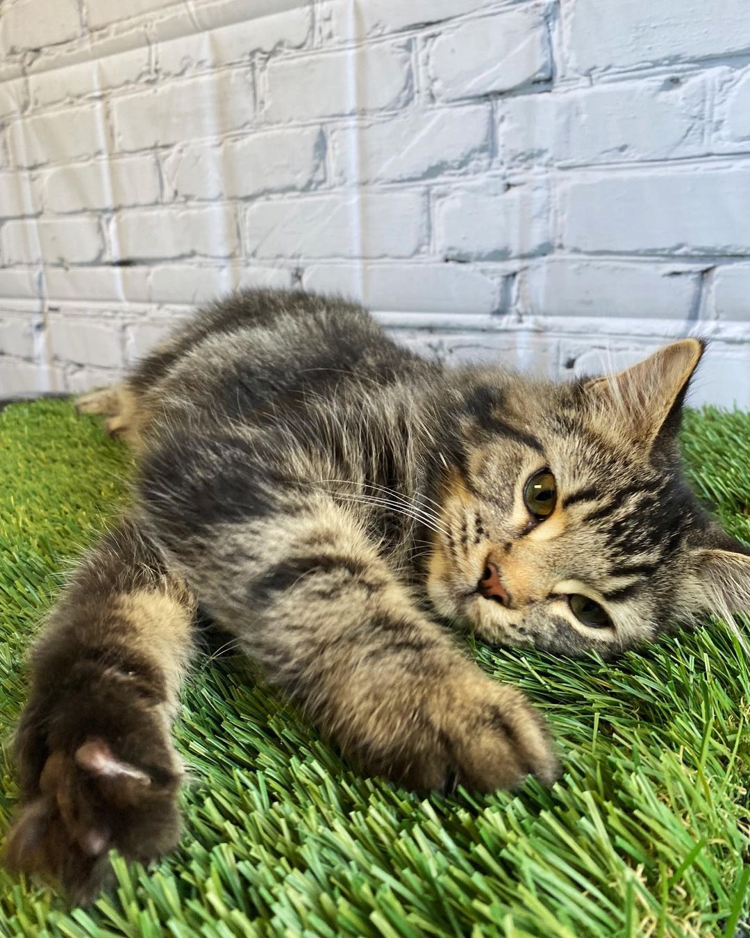 Any friends fans out there… in need of a friend? 😏 

Meet JOEY! 🤪 ADOPTED 💚

This little 1.5yr old sweetheart is the funniest and cuddliest guy around! You just won’t believe how soft he is!  He was the biggest fan of the fake grass for his photoshoot, we had to show some of the outtakes. With so many distractions for him to play with, we even got distracted just watching this little cutie! Joey is ready to fill someone’s home with laughter time and time again. Come on in and meet this charmer! 😹