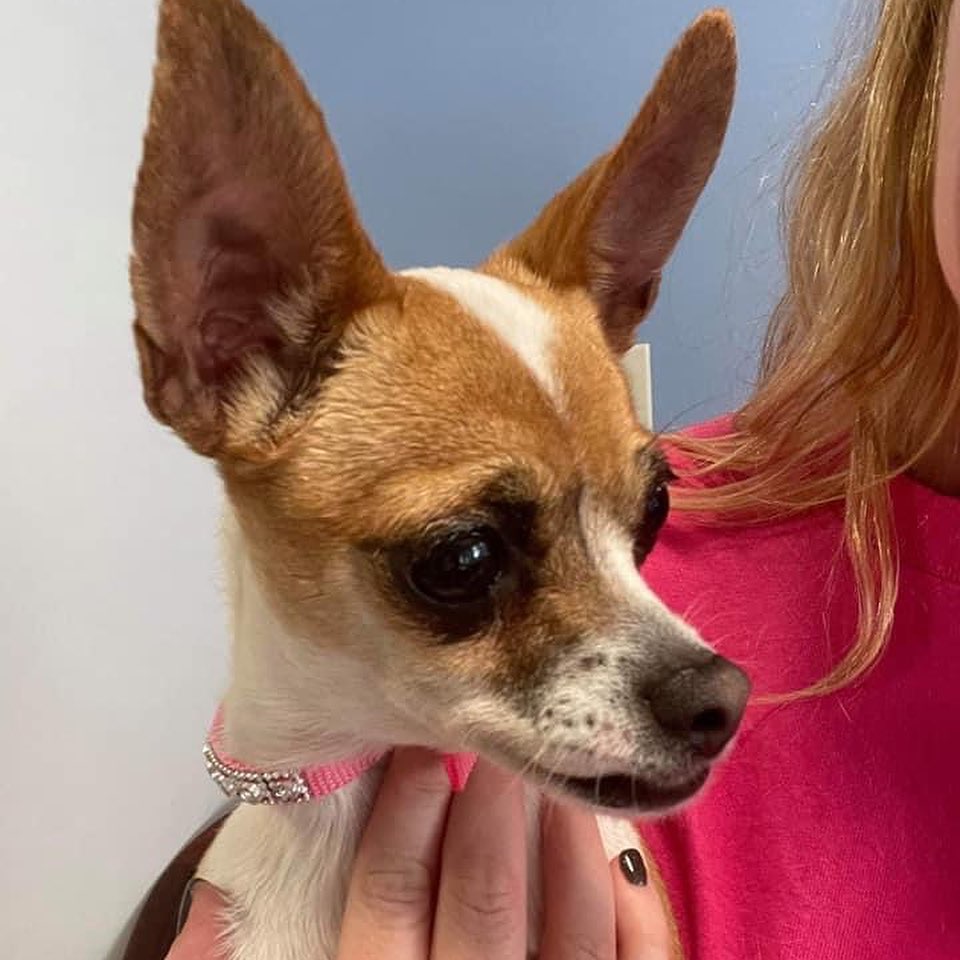 Meet Ellie Mae. She is 100% Chihuahua, complete with little dog syndrome. All 5 pounds of her is full of sass. 100% prefers women over men. She can get used to a man in the home, but it will take patience and lots of work. She needs a quiet adult home. No children under 10. She is house trained, crate trained, and will worship her main person. She is fine with other dogs. If you’d like to learn more or meet her, just fill out a non-binding adoption application at FORrescue.net. Email info@FORrescue.net with any questions. 
<a target='_blank' href='https://www.instagram.com/explore/tags/elliemae/'>#elliemae</a> <a target='_blank' href='https://www.instagram.com/explore/tags/chihuahua/'>#chihuahua</a> <a target='_blank' href='https://www.instagram.com/explore/tags/rescuedog/'>#rescuedog</a> <a target='_blank' href='https://www.instagram.com/explore/tags/fosterdog/'>#fosterdog</a> <a target='_blank' href='https://www.instagram.com/explore/tags/dog/'>#dog</a> <a target='_blank' href='https://www.instagram.com/explore/tags/dogsofinstagram/'>#dogsofinstagram</a> <a target='_blank' href='https://www.instagram.com/explore/tags/adoptdontshop/'>#adoptdontshop</a> <a target='_blank' href='https://www.instagram.com/explore/tags/spayandneuter/'>#spayandneuter</a> <a target='_blank' href='https://www.instagram.com/explore/tags/friendsofrescue/'>#friendsofrescue</a> <a target='_blank' href='https://www.instagram.com/explore/tags/forrescue/'>#forrescue</a>