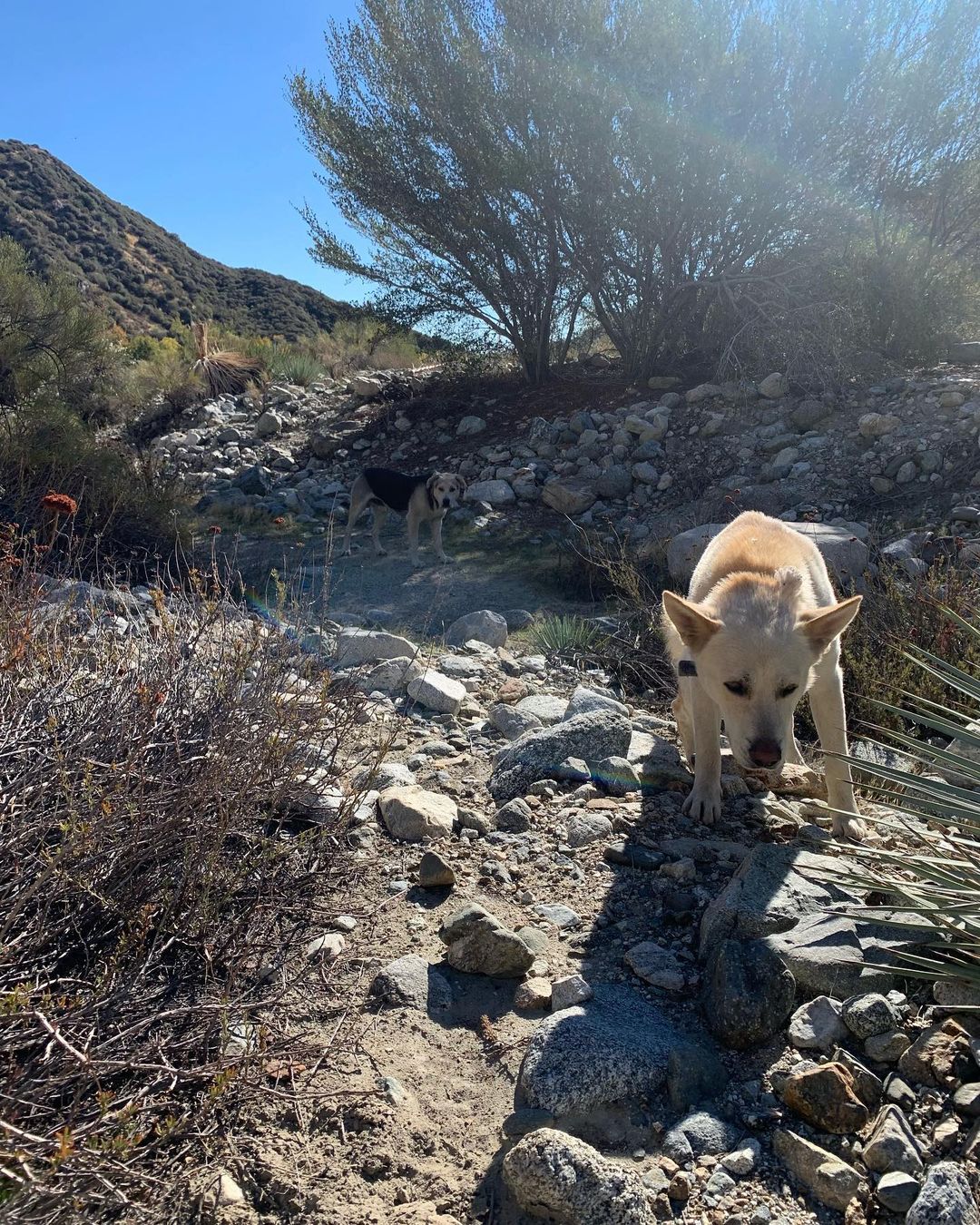 Thank you @dreamfetchers_project_rescue for assisting in rescuing these two beautiful boys 😍 

These poor dogs were dumped and have managed to survive for 6 weeks in the San Bernardino mountains with no shelter and no consistent food. 🥺 Luckily someone in the area noticed them and helped keep them alive by leaving food out. 🐾🐾🦴

This story isn’t new to the area. Unfortunately we were told that dogs and cats get abandoned here often. I’m addition to having no food or water these animals have to battle the temperatures, terrain and dangerous animals like mountain lions and rattlesnakes. 🐍🐆 If these lucky boys had been much smaller their chances of survival go down drastically. 

We were able to locate and save both dogs yesterday!! 🎉

Now they can be safe, rest and recover. We’ll be looking for forever homes for them soon but they are available for fostering ❣️😍
In the meantime, we’ll have to house them, have them trained and give them medical care. The boarding alone is $1,500 per dog per month.  Any and all help is very appreciated and goes straight to the care of these boys. Link to donate is in our bio or you can find us on Venmo @bigloveanimalrescue (last digits are 2202) 🙏🏼♥️🐶🐶🩺🏘 
  We also need your help naming them 😉  They are big, beautiful and sweet. They love kisses and of course each other.  Let us know in the comments what you think we should name these too survivors ♥️