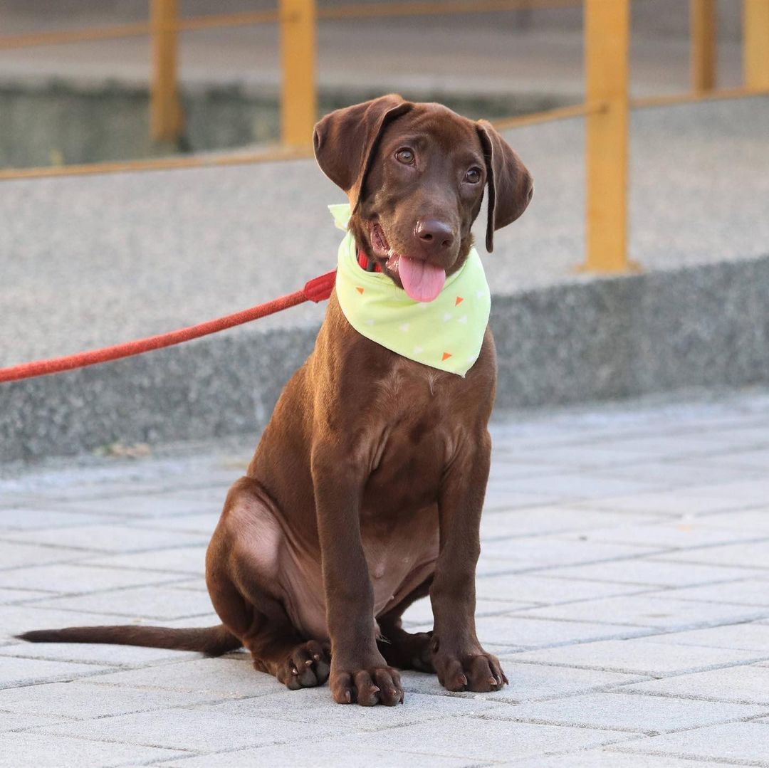 *******. 🏡 ADOPTED! *******

Meet Jumbo! (<a target='_blank' href='https://www.instagram.com/explore/tags/adoptable/'>#adoptable</a> in NY)
.
Quick Facts:
~4 months old
Male
27 lbs
Weimaraner-FMD Mix
✔️Good with other dogs
✔️Good with people and kids
✔️Good with cats
✔️Good in cars
✔️Housebroken
✔️Vaccinated and neutered 
✔️Microchipped
.
Jumbo was a stray puppy in Taiwan, wondering about a cement factory with his stray mama dog, Lady, and his two brothers. Lady and the puppies were in poor condition and malnourished in the life of a stray. Luckily, our Taiwan rescue partners took them in and placed them in loving foster homes. 
.
Jumbo is a smart, calm, and sweet puppy. He learns very quickly and adjusts to new environments easily. Jumbo is good with strangers, kids, dogs, and even cats. Jumbo is potty and crate trained. His favorite pass time is hanging out with other dogs at the park! 
.
If Jumbo sounds like the right pup for you, apply at 👉🏻 harasf.org/application
.
<a target='_blank' href='https://www.instagram.com/explore/tags/rescue/'>#rescue</a> <a target='_blank' href='https://www.instagram.com/explore/tags/rescuedog/'>#rescuedog</a> <a target='_blank' href='https://www.instagram.com/explore/tags/adoptme/'>#adoptme</a> <a target='_blank' href='https://www.instagram.com/explore/tags/adoptable/'>#adoptable</a> <a target='_blank' href='https://www.instagram.com/explore/tags/adopt/'>#adopt</a> <a target='_blank' href='https://www.instagram.com/explore/tags/adoptabledog/'>#adoptabledog</a> <a target='_blank' href='https://www.instagram.com/explore/tags/newyork/'>#newyork</a> <a target='_blank' href='https://www.instagram.com/explore/tags/nyc/'>#nyc</a> <a target='_blank' href='https://www.instagram.com/explore/tags/adoptabledogsinnyc/'>#adoptabledogsinnyc</a> <a target='_blank' href='https://www.instagram.com/explore/tags/FMD/'>#FMD</a> <a target='_blank' href='https://www.instagram.com/explore/tags/taiwandog/'>#taiwandog</a> <a target='_blank' href='https://www.instagram.com/explore/tags/formosanmountaindog/'>#formosanmountaindog</a> <a target='_blank' href='https://www.instagram.com/explore/tags/weimaraner/'>#weimaraner</a>