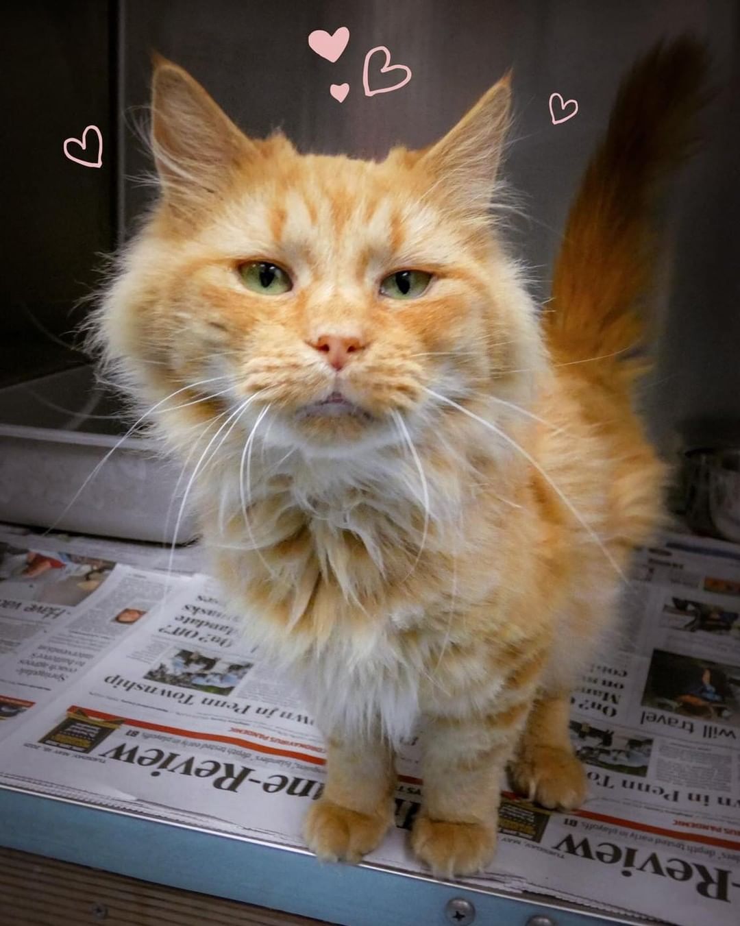 My friends and I are in desperate need of newspaper at the shelter. Can you help us? My pic shows how we use it 😉 No shiny ads please. You can drop it in the box by our shed (near the gray employee entrance door facing the parking lot). PS... if you're looking for a young, beautiful, affectionate, sweet, female BFFF (bestest feline friend forever), I'm available for adoption! Thanks a bunch! Lots of love, Marmalade 😽