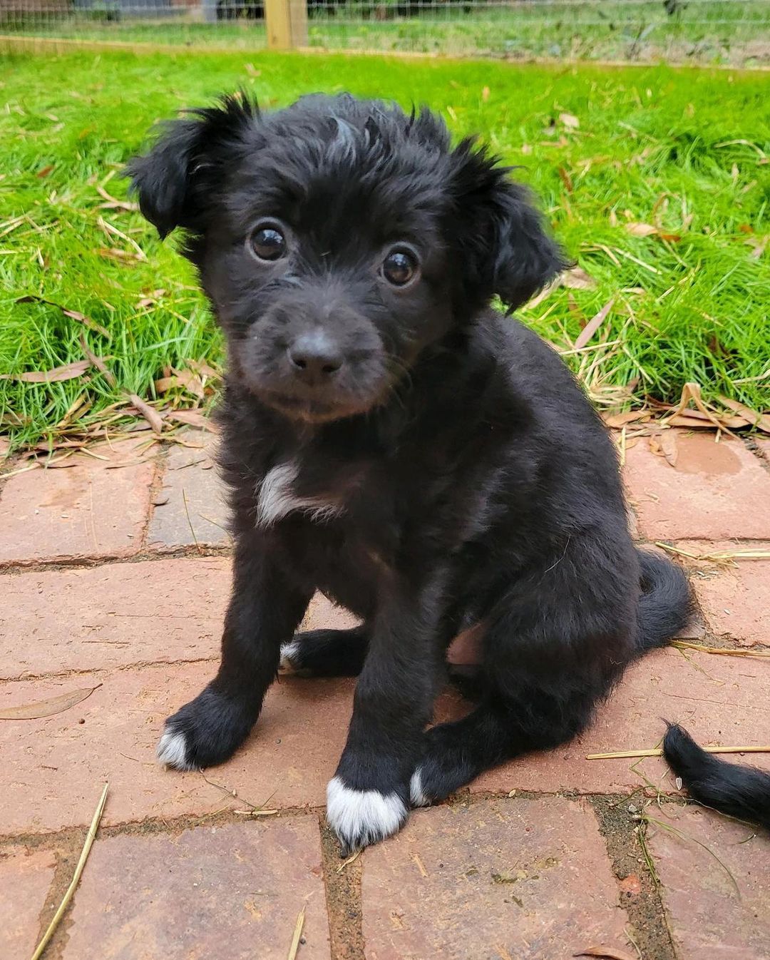 ⭐️ update: all puppies adopted ⭐️ Do I have a treat for you!? PUPPIES! 🐾 These teeny tiny puppies are 8 week old chihuahua mixes. There are 8 - 4 males and 4 females! Puppies are a project and will need lots of time, love, and care!
.
Due to their age we will only be adopting locally in the Charlotte area. Not all of them have made it to our website but all 8 are available for adoption. If you’re interested head to our website and fill out an application - reference the Chihuahua litter. ✨