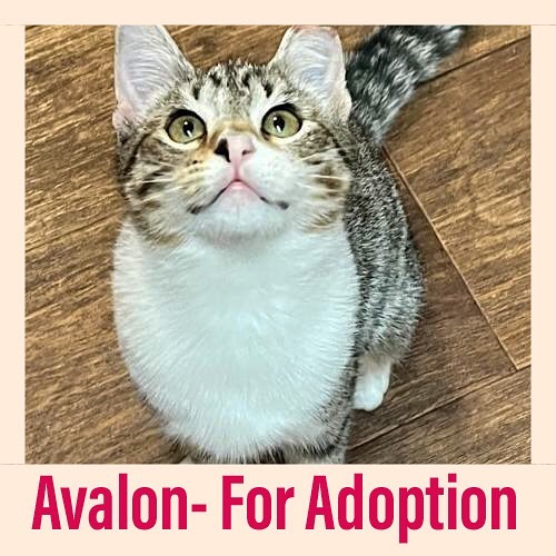 💖Avalon was born outdoors in an apartment complex in Union City.  Her rescuer has been looking out for her since she was one month old. She is very friendly and loves to be petted. She also loves to play. Her favorite thing to do is chase the feather. So, she must have a feather. She is also litterbox trained. She is very affectionate, but still gets scared at times and will hide. She prefers wet food and likes her tube treats
 She definitely wants to be inside with a family of her own
—————————————————-
💖To Adopt one of our Cats or Kittens,
please fill out an Online Adoption Application on our website 
https://www.13thstcats.org/info/adoption
—————————————————-
<a target='_blank' href='https://www.instagram.com/explore/tags/instacat/'>#instacat</a> <a target='_blank' href='https://www.instagram.com/explore/tags/instapet/'>#instapet</a> <a target='_blank' href='https://www.instagram.com/explore/tags/cat/'>#cat</a> <a target='_blank' href='https://www.instagram.com/explore/tags/lovecats/'>#lovecats</a> <a target='_blank' href='https://www.instagram.com/explore/tags/adoptdontshop/'>#adoptdontshop</a> <a target='_blank' href='https://www.instagram.com/explore/tags/kittens/'>#kittens</a> <a target='_blank' href='https://www.instagram.com/explore/tags/kitty/'>#kitty</a> <a target='_blank' href='https://www.instagram.com/explore/tags/rescuecats/'>#rescuecats</a> <a target='_blank' href='https://www.instagram.com/explore/tags/rescue/'>#rescue</a> <a target='_blank' href='https://www.instagram.com/explore/tags/13thstcatssanjose/'>#13thstcatssanjose</a> <a target='_blank' href='https://www.instagram.com/explore/tags/california/'>#california</a>  <a target='_blank' href='https://www.instagram.com/explore/tags/love/'>#love</a> <a target='_blank' href='https://www.instagram.com/explore/tags/catsofinstagram/'>#catsofinstagram</a>  <a target='_blank' href='https://www.instagram.com/explore/tags/avalon/'>#avalon</a>