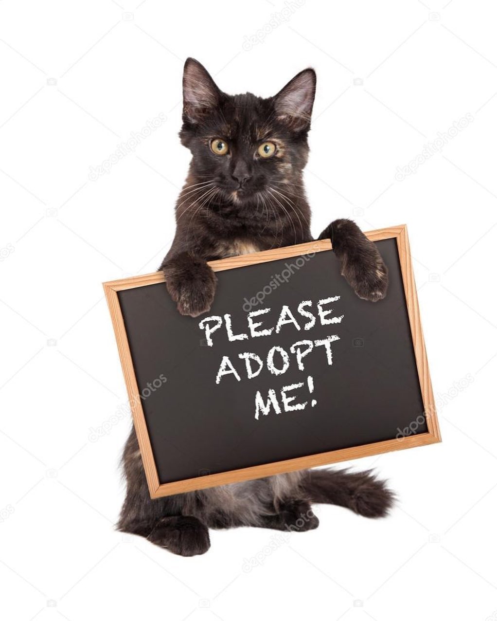 Come find your soulmate,best friend, fur family member Saturday 11-2 at Petsmart 300 rt 18 East Brunswick. To be pre approved please fill out the application on happyhomesinc.org We have a lot of kittens and cats if there is a specific cat you want to me please contact elaine@happyhomesinc.org