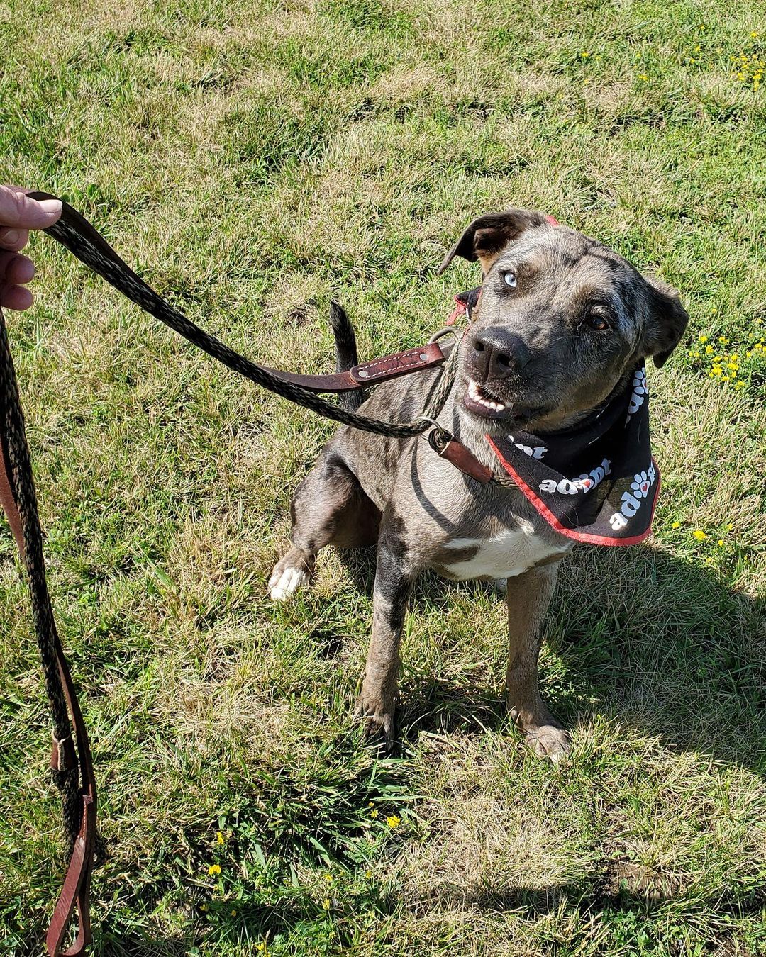 Male Catahoula X possible lab mix in Plattsburgh NY. Up for adoption to a screened approved home. Application on line at www.jcldr.com.  Here is the petfinder link, read more about this fine male dog he is in his prime at 4 years old. Can contact Janeen jj4@midrivers.com but please put in an app first off website. Good place to get a jump start. Then we call you and visit or you can email and then call me. Looking for a forever home for this boy with solid commitment and we will support and stand by you if we are needed.