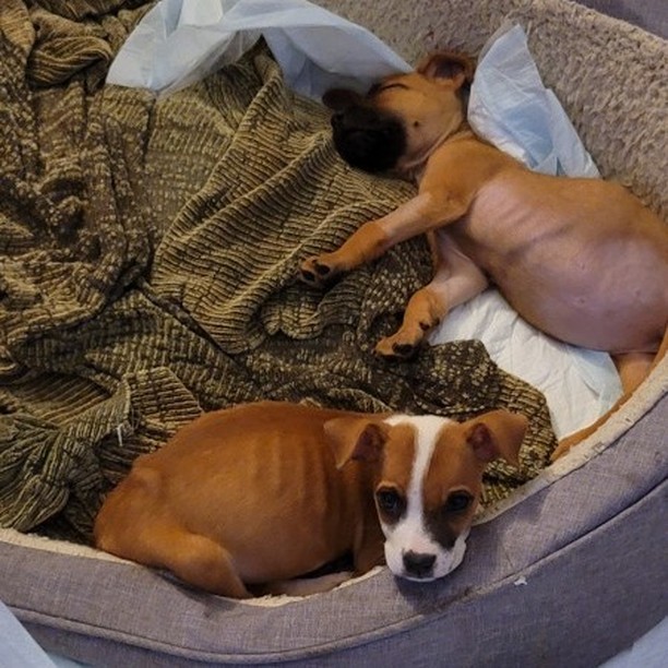 Alex (AKA Alexandra) & Sam (AKA Samantha) have been recovering from a nasty case of Parvovirus. 🦠️️ They've recently been discharged from emergency care and have been continuing to get better each day in their temporary foster home. 💗 

Once they've been cleared to venture out of isolation, their hind leg abnormalities can be fully evaluated. ♿️ For now, we just have to patiently wait for the virus to fully shed to ensure no other dogs are exposed. 

These darling little girls will eventually need to be placed into separate foster homes. ✌️ If you're interested in fostering, please fill out a screening form on our site here:  https://mettarescuefamily.org/foster
.
.
.
.
.
<a target='_blank' href='https://www.instagram.com/explore/tags/specialneedsrescue/'>#specialneedsrescue</a> <a target='_blank' href='https://www.instagram.com/explore/tags/disabledrescue/'>#disabledrescue</a> <a target='_blank' href='https://www.instagram.com/explore/tags/criticalcarerescue/'>#criticalcarerescue</a> <a target='_blank' href='https://www.instagram.com/explore/tags/urgentmedicalrescue/'>#urgentmedicalrescue</a> <a target='_blank' href='https://www.instagram.com/explore/tags/adopt/'>#adopt</a> <a target='_blank' href='https://www.instagram.com/explore/tags/foster/'>#foster</a> <a target='_blank' href='https://www.instagram.com/explore/tags/volunteer/'>#volunteer</a> <a target='_blank' href='https://www.instagram.com/explore/tags/donate/'>#donate</a> <a target='_blank' href='https://www.instagram.com/explore/tags/support/'>#support</a> <a target='_blank' href='https://www.instagram.com/explore/tags/share/'>#share</a> <a target='_blank' href='https://www.instagram.com/explore/tags/tag/'>#tag</a> <a target='_blank' href='https://www.instagram.com/explore/tags/501c3/'>#501c3</a> <a target='_blank' href='https://www.instagram.com/explore/tags/nonprofit/'>#nonprofit</a>  <a target='_blank' href='https://www.instagram.com/explore/tags/dogrescue/'>#dogrescue</a>  <a target='_blank' href='https://www.instagram.com/explore/tags/orlandodogrescue/'>#orlandodogrescue</a> <a target='_blank' href='https://www.instagram.com/explore/tags/rescuedog/'>#rescuedog</a> <a target='_blank' href='https://www.instagram.com/explore/tags/love/'>#love</a> <a target='_blank' href='https://www.instagram.com/explore/tags/rescue/'>#rescue</a>  <a target='_blank' href='https://www.instagram.com/explore/tags/family/'>#family</a> <a target='_blank' href='https://www.instagram.com/explore/tags/orlando/'>#orlando</a> <a target='_blank' href='https://www.instagram.com/explore/tags/orlandodogs/'>#orlandodogs</a> <a target='_blank' href='https://www.instagram.com/explore/tags/centralfloridarescue/'>#centralfloridarescue</a> <a target='_blank' href='https://www.instagram.com/explore/tags/allbreedrescue/'>#allbreedrescue</a> <a target='_blank' href='https://www.instagram.com/explore/tags/fosteringsaveslives/'>#fosteringsaveslives</a> <a target='_blank' href='https://www.instagram.com/explore/tags/dogsoforlando/'>#dogsoforlando</a>  <a target='_blank' href='https://www.instagram.com/explore/tags/fosters/'>#fosters</a> <a target='_blank' href='https://www.instagram.com/explore/tags/animallovers/'>#animallovers</a> <a target='_blank' href='https://www.instagram.com/explore/tags/fosterdog/'>#fosterdog</a> <a target='_blank' href='https://www.instagram.com/explore/tags/doglover/'>#doglover</a>