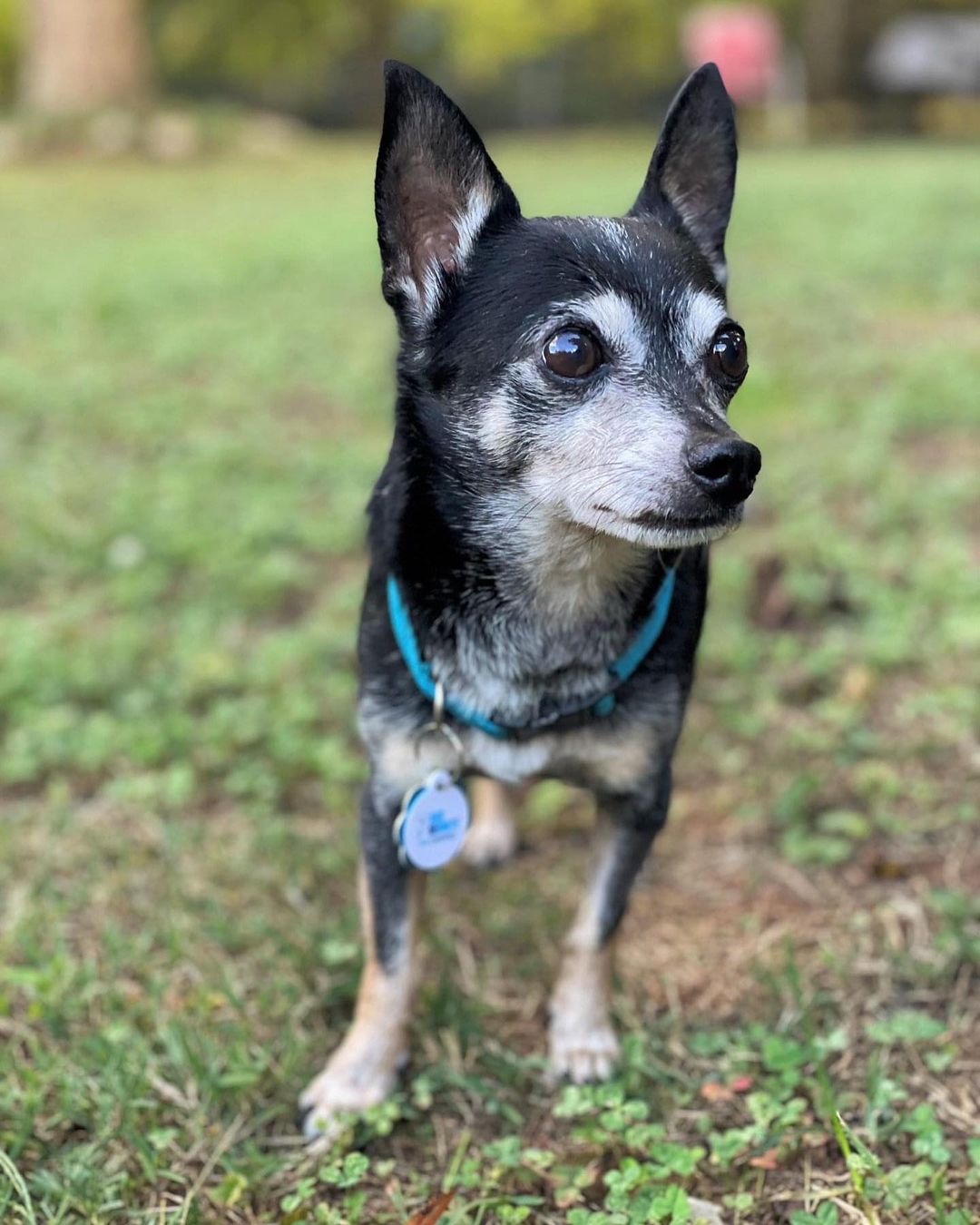 Meet Spanky. This dapper little guy is being fostered with three other small dogs and cats and gets along well with everyone. He's not a big player but does enjoy pup companionship. His foster mom, Linda, describes him as one of the sweetest dogs she's ever fostered and says he's a laid-back, confident, and a snuggly little guy who quickly connects to his person. He follows Linda around the house and likes to be picked up — he will look at you longingly with expectations to be held. He loves to sit in your lap and gets excited when visitors drop by. He may bark at first but is fine with company once they settle in.

Spanky is crate trained and goes into the crate without issue or whining. Technically, he is house trained and knows how to use the doggy door, but will occasionally mark...typically after he eats. He's only been in his foster home two weeks, so that could subside,# and this is not uncommon behavior in male Chihuahuas. You can use a belly band to curb the behavior, but we have already seen some improvement.

If you are looking for an adorable, affectionate, loyal companion who gets along with everyone and will love you unconditionally, Spanky is your pup. 

Apply today on our website - link in bio. 

Breed: Chihuahua
Age: ~ 8 years
Weight: 7-8lbs
Other: Good with dogs, cats, kids 7+ yo