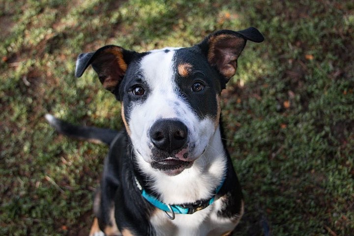 Thank you Andie for the amazing photos! Here is just one of the cuties available for adoption. Come meet Chapo today!!

Repost from @andieejoness
•
Last year I adopted Juni from the local shelter and she has been a light in my life ever since. Saving a dog and giving them a loving home is an amazing feeling and last week I had the incredible opportunity to work with @officialscanimalshelter to take some new profile pics of their adoptable pups, like 7 month old Chapo here! 

Head over to their site to read more about Chapo as well as all the other wonderful dogs that are available!
.
.
<a target='_blank' href='https://www.instagram.com/explore/tags/adoptdontshop/'>#adoptdontshop</a> <a target='_blank' href='https://www.instagram.com/explore/tags/dogslife/'>#dogslife</a> <a target='_blank' href='https://www.instagram.com/explore/tags/andiejonessphotography/'>#andiejonessphotography</a> <a target='_blank' href='https://www.instagram.com/explore/tags/petsofinstagram/'>#petsofinstagram</a> <a target='_blank' href='https://www.instagram.com/explore/tags/puppylove/'>#puppylove</a> <a target='_blank' href='https://www.instagram.com/explore/tags/petphotography/'>#petphotography</a> <a target='_blank' href='https://www.instagram.com/explore/tags/photography/'>#photography</a> <a target='_blank' href='https://www.instagram.com/explore/tags/photographer/'>#photographer</a>