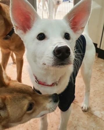 IN SEARCH OF FOREVER HOME 🏘️💕 

We promise Harvey is a dog and not a poorly disguised  bunny. He is a 7 month old Jindo mix (weighing 8kg/17lb) who was born after his mom was rescued from an abusive owner.

Harvey currently lives at our partner boarding house and has typical puppy qualities. He is energetic and love to play with people and other dogs with a happy go lucky personality.

However, Harvey is still a puppy and the shelter is the only life he's known. As a result, his adopter should understand that it might take him some time to adjust to the great big world, which can include being familiar with his leash and harness, and being outside.

His ideal home is with a family who are committed to continuing socializing him with people and other dogs. A household where someone can be home to spend with him for the majority of the day is ideal, as he is still young.

To apply or learn more:  https://www.freekoreandogs.org/adopt/harvey/
.
.
.
.
.
.
.
.
.
<a target='_blank' href='https://www.instagram.com/explore/tags/freekoreandogs/'>#freekoreandogs</a> <a target='_blank' href='https://www.instagram.com/explore/tags/adoptdontshop/'>#adoptdontshop</a> <a target='_blank' href='https://www.instagram.com/explore/tags/rescuedog/'>#rescuedog</a> <a target='_blank' href='https://www.instagram.com/explore/tags/rescuedogs/'>#rescuedogs</a> <a target='_blank' href='https://www.instagram.com/explore/tags/rescuedismyfavoritebreed/'>#rescuedismyfavoritebreed</a> <a target='_blank' href='https://www.instagram.com/explore/tags/rescuedogsofig/'>#rescuedogsofig</a> <a target='_blank' href='https://www.instagram.com/explore/tags/rescuedogsofinstagram/'>#rescuedogsofinstagram</a> <a target='_blank' href='https://www.instagram.com/explore/tags/adoptionsaveslives/'>#adoptionsaveslives</a> <a target='_blank' href='https://www.instagram.com/explore/tags/adoptme/'>#adoptme</a> <a target='_blank' href='https://www.instagram.com/explore/tags/adoptable/'>#adoptable</a> <a target='_blank' href='https://www.instagram.com/explore/tags/adoptables/'>#adoptables</a> <a target='_blank' href='https://www.instagram.com/explore/tags/dogadoption/'>#dogadoption</a> <a target='_blank' href='https://www.instagram.com/explore/tags/takemehome/'>#takemehome</a> <a target='_blank' href='https://www.instagram.com/explore/tags/dogrescue/'>#dogrescue</a>  <a target='_blank' href='https://www.instagram.com/explore/tags/fureverhome/'>#fureverhome</a> <a target='_blank' href='https://www.instagram.com/explore/tags/fureverfamily/'>#fureverfamily</a> <a target='_blank' href='https://www.instagram.com/explore/tags/lookingforahome/'>#lookingforahome</a> <a target='_blank' href='https://www.instagram.com/explore/tags/fureverhomeneeded/'>#fureverhomeneeded</a> <a target='_blank' href='https://www.instagram.com/explore/tags/dogadoption/'>#dogadoption</a> <a target='_blank' href='https://www.instagram.com/explore/tags/adoptionsaveslives/'>#adoptionsaveslives</a> <a target='_blank' href='https://www.instagram.com/explore/tags/koreanrescuedog/'>#koreanrescuedog</a> <a target='_blank' href='https://www.instagram.com/explore/tags/lookingforforeverhome/'>#lookingforforeverhome</a> <a target='_blank' href='https://www.instagram.com/explore/tags/jindo/'>#jindo</a> <a target='_blank' href='https://www.instagram.com/explore/tags/jindomix/'>#jindomix</a> <a target='_blank' href='https://www.instagram.com/explore/tags/torontodogs/'>#torontodogs</a> <a target='_blank' href='https://www.instagram.com/explore/tags/vancitydogs/'>#vancitydogs</a> <a target='_blank' href='https://www.instagram.com/explore/tags/seattledogs/'>#seattledogs</a>