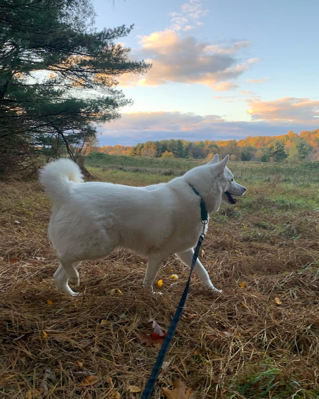Finn MacCool 😎had a nice hike last before the Trick or Treat time 👻. He was mentally and physically exercised, then enjoyed a frozen Kong while keeping an eye on his dad and he faced the potential intruders at the door. Finn only had to bark 3 times and realized Dad had things under control and continued to enjoy his treats. We tried to keep him with his mom in the basement but Finn the family guardian asked to be close to Dad and be his back up. He’s usually a mama’s boy but his desire to protect the family outweighed his love for mama. Thankfully he did really well 🙌🏼🐾♥️🐾🙌🏼. He used to go crazy! But that’s behind us now. Changing Finn’s feelings about strangers at the door took time ⏰ and it’s a continuous work in progress. We do our best to manage the environment to help him be successful. 🐾♥️🐾 <a target='_blank' href='https://www.instagram.com/explore/tags/chaampmalamutes/'>#chaampmalamutes</a> <a target='_blank' href='https://www.instagram.com/explore/tags/hikingdog/'>#hikingdog</a>