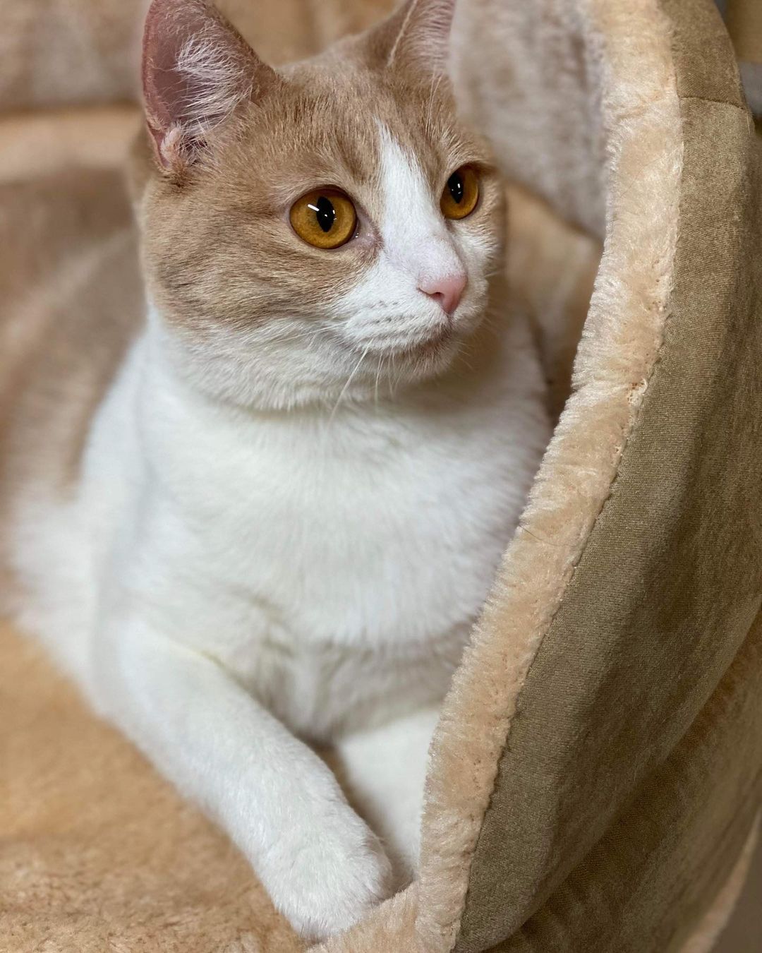 This is Tania and she is our longest standing resident kitty! She is one years old and ready to be adopted! Send in an application today for Tania!