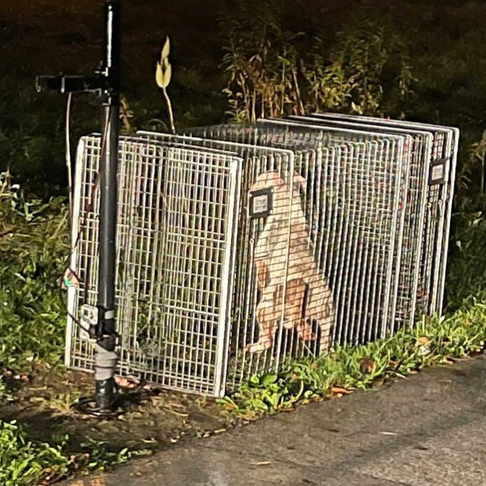 👉Here's a little weekend tear jerker and another amazing rescue by Steve Kuklica!

🤬This past week there were 2 dogs dumped off Hard Rd. in Worthington, OH near Kilbourne High School.

One was tied to a pole and one was loose and running. Franklin County was able to recover the black pup tied to the pole, but the white pup was too scared to come to anyone.

Sarah Baker contacted us to set traps after seeing the little white dog get hit by a car Thursday evening. Another local resident, Matt Smith, fortunately saw the pup Friday afternoon. Steve set a trap Saturday bright and early. He and officer Jones from FCDS had a little cook out to bait the area. Sure enough the scent caught her little nose and she watched as they baited with hot dogs and BBQ sauce. Within minutes of them leaving the area, she came for breakfast.

🙏Thanks to everyone in the community for your support of the process as we requested everyone stay out of the woods while the boys worked.... and to Steve and Office Jones for teaming up to save another one!

As a result of the number of simultaneous rescues we have going on, we are investing in more humane traps.

Donations will humbly be accepted. Our PayPal is ricopetrecovery@yahoo.com. 

Or via our DONATE button at ricopetrecovery.org

Also, Steve Kuklica and his wife Nichole Kuklica have recently completed the Missing Animal Response Lost Pet Recovery Training and have received certification from the program along with 4 others from our team. 👏👏👏👏👏👏👏

The last picture is the reunion of the two pups. The little boy decided to sit on his sister so she doesn't run off again! She has a little road rash, but otherwise looks good!