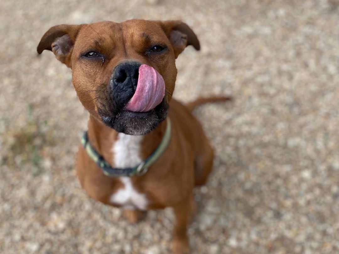 Halle is looking for a home! She is a 2 year old female American Staffordshire Terrier mix. 

Halle is such a sweet girl - she is a little shy at first but once she warms up to you she’s your best friend for life! She loves to lay on soft blankets and play with squeaky toys. She would make a great walking partner, too! 

Interested in Halle? Our adoption application and requirements can be found on our website www.centraliahumanesocietyil.org/adopt. Her adoption fee is $175. Halle is spayed, microchipped, fully vaccinated, and on monthly flea and heartworm prevention. 🐾