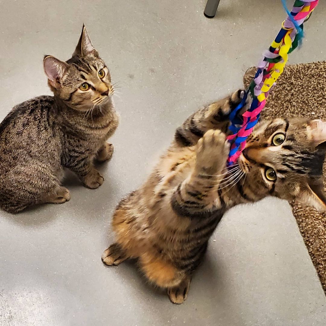 Meet Tom and Jerry! They certainly live up to their namesakes - always up to something and providing lots of laughs. You can meet them at PetSmart!