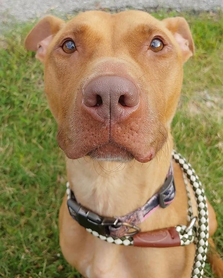 Good luck looking into these eyes and NOT falling in love! 👀❤️

Maple has been dreaming of a wonderful, loving home where she will be spoiled beyond belief, and we want to help her get there. She has not had the easiest life up until now, but you wouldn't know it from her sweet personality. Her favorite activity at the shelter is hanging out in the laundry room testing all the new toys and helping the humans fold blankets! Maple also loves going on hikes and playing in the yard with her chew toys. She would be best suited for a home without other animals and only older children. 

Apply to meet Maple here: fiveacresanimalshelter.org/adopt/adoptable-pets-dogs 🐾<a target='_blank' href='https://www.instagram.com/explore/tags/fiveacresanimalshelter/'>#fiveacresanimalshelter</a> <a target='_blank' href='https://www.instagram.com/explore/tags/safesoundandhomewardbound/'>#safesoundandhomewardbound</a> <a target='_blank' href='https://www.instagram.com/explore/tags/adoptdontshop/'>#adoptdontshop</a>