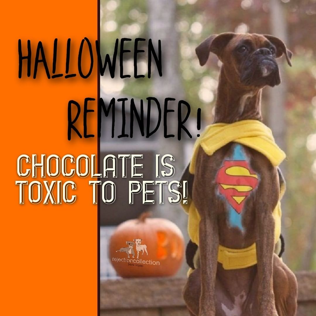 Happy Halloween! Be safe, and have fun! 

Post your costume pics below! 
(Dogs, humans or any animal photos are welcomed!)