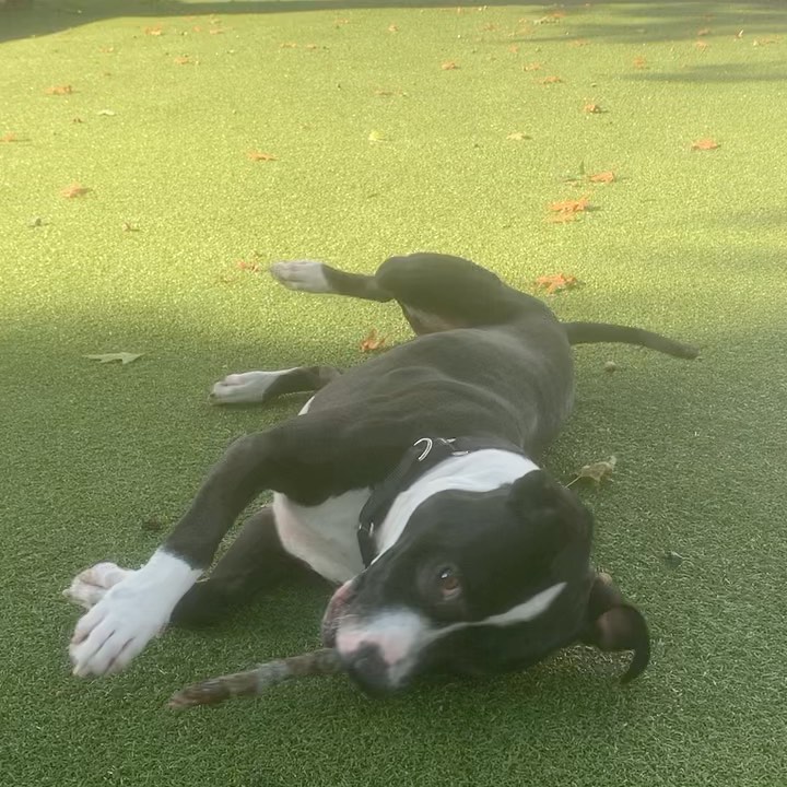 Say hello to our friend Pappas 😍

This handsome boy is just over a year old and is looking for a quiet home to call his own. He is head over heels for string cheese, belly rubs, and his favorite stick — in that order ❤️ Pappas has done well with meeting other playful pups at our Dedham Animal Care & Adoption Center so he will do well with another canine companion. If you’re interested in meeting him, please give our Dedham team a call at 617-425-9170 today or drop by our Dedham location tomorrow from 1:00pm-6:00pm. 
.
.
.
.
Image Description: a photo shows Pappas, a black and white dog sitting outside on grass in ARL’s play yard. A video is also shown of him rolling around with a stick. <a target='_blank' href='https://www.instagram.com/explore/tags/adopt/'>#adopt</a> <a target='_blank' href='https://www.instagram.com/explore/tags/dogsofinstagram/'>#dogsofinstagram</a> <a target='_blank' href='https://www.instagram.com/explore/tags/doglover/'>#doglover</a>