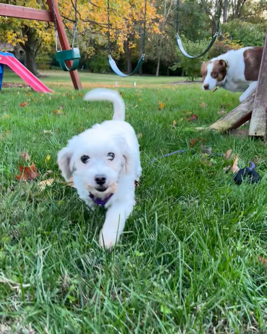 Little dog lovers, we have your girl! Meet Cortana, a purebred Coton de Tulear with an adorable underbite and the sweetest personality. 🤍🤍🤍

This 5 year old girl came to us this weekend as a breeder surrender and she is doing incredible in her foster home. She loves dogs of all sizes, kids and especially the cat - she does a hilarious little bounce in front of the cat to try to make her play with her (the humans all think this is very funny - the cat is less amused 🤣). She walks well on a leash, is gentle, is crate trained and is picking up potty training quickly. 🤍🤍🤍

Cortana is just 12lbs and doesn’t shed. She is eager for love and just melts into your lap when you pet her. She will be an easy going, loving companion for any home. Fill out an app to meet her before she’s scooped up! 🤍🤍🤍

<a target='_blank' href='https://www.instagram.com/explore/tags/adoptme/'>#adoptme</a> <a target='_blank' href='https://www.instagram.com/explore/tags/rescuedog/'>#rescuedog</a> <a target='_blank' href='https://www.instagram.com/explore/tags/cotondetulear/'>#cotondetulear</a> <a target='_blank' href='https://www.instagram.com/explore/tags/smalldog/'>#smalldog</a> <a target='_blank' href='https://www.instagram.com/explore/tags/familydog/'>#familydog</a> <a target='_blank' href='https://www.instagram.com/explore/tags/catfriendly/'>#catfriendly</a> <a target='_blank' href='https://www.instagram.com/explore/tags/love/'>#love</a> <a target='_blank' href='https://www.instagram.com/explore/tags/hypoallergenic/'>#hypoallergenic</a> <a target='_blank' href='https://www.instagram.com/explore/tags/mature/'>#mature</a> <a target='_blank' href='https://www.instagram.com/explore/tags/dogsofstl/'>#dogsofstl</a> <a target='_blank' href='https://www.instagram.com/explore/tags/dogsofstlouis/'>#dogsofstlouis</a> <a target='_blank' href='https://www.instagram.com/explore/tags/sweetheart/'>#sweetheart</a> <a target='_blank' href='https://www.instagram.com/explore/tags/pickme/'>#pickme</a>