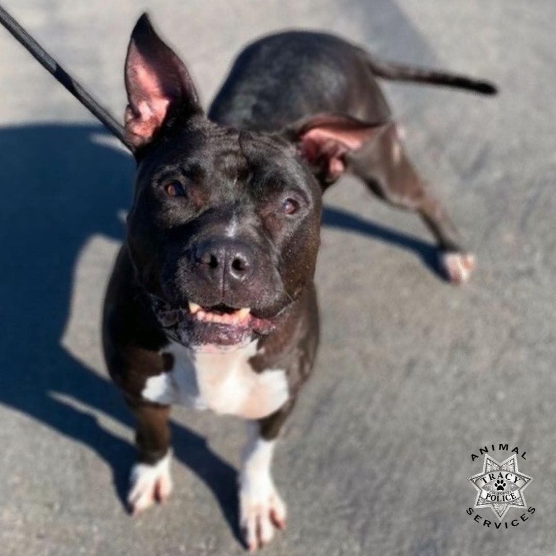 Adonis knows sit, heal, and shake. 

He has the best smile and loving heart. 

While he enjoys going on leisure walks, he also enjoys hanging out around the house. 

He LOVES car rides and has even taken a trip to SF with a foster family. 

He needs a home! Are you the lucky one that gets to bring him home? 

Make an appointment today! 
209-831-6364 or AnimalServices@TracyPD.com

<a target='_blank' href='https://www.instagram.com/explore/tags/tracyanimalservices/'>#tracyanimalservices</a> <a target='_blank' href='https://www.instagram.com/explore/tags/tracyca/'>#tracyca</a> <a target='_blank' href='https://www.instagram.com/explore/tags/opttoadopt/'>#opttoadopt</a> <a target='_blank' href='https://www.instagram.com/explore/tags/shelterdogsrock/'>#shelterdogsrock</a> <a target='_blank' href='https://www.instagram.com/explore/tags/adoptinsidethetriangle/'>#adoptinsidethetriangle</a> <a target='_blank' href='https://www.instagram.com/explore/tags/adoptionrocks/'>#adoptionrocks</a> <a target='_blank' href='https://www.instagram.com/explore/tags/adoptionsaveslives/'>#adoptionsaveslives</a> <a target='_blank' href='https://www.instagram.com/explore/tags/love/'>#love</a> <a target='_blank' href='https://www.instagram.com/explore/tags/lifesaving/'>#lifesaving</a> <a target='_blank' href='https://www.instagram.com/explore/tags/bullybreedsrock/'>#bullybreedsrock</a> <a target='_blank' href='https://www.instagram.com/explore/tags/adoptabully/'>#adoptabully</a> <a target='_blank' href='https://www.instagram.com/explore/tags/adoptabull/'>#adoptabull</a>