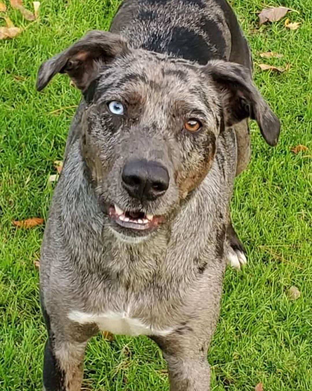 Male Catahoula X possible lab mix in Plattsburgh NY. Up for adoption to a screened approved home. Application on line at www.jcldr.com.  Here is the petfinder link, read more about this fine male dog he is in his prime at 4 years old. Can contact Janeen jj4@midrivers.com but please put in an app first off website. Good place to get a jump start. Then we call you and visit or you can email and then call me. Looking for a forever home for this boy with solid commitment and we will support and stand by you if we are needed.