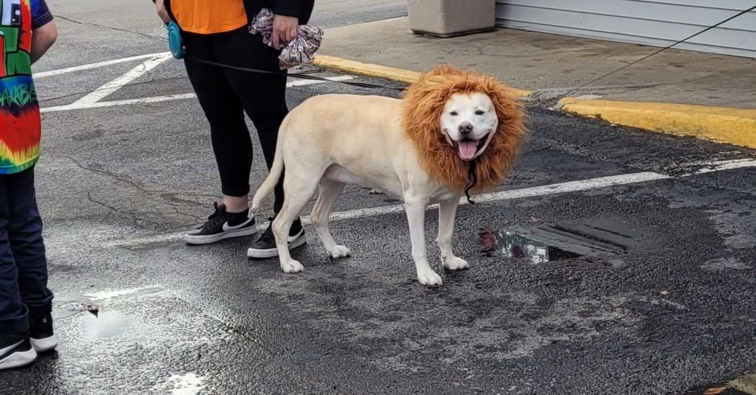 Some pics from our first annual pet parade and costume contest on Halloween. Professional ones to come!