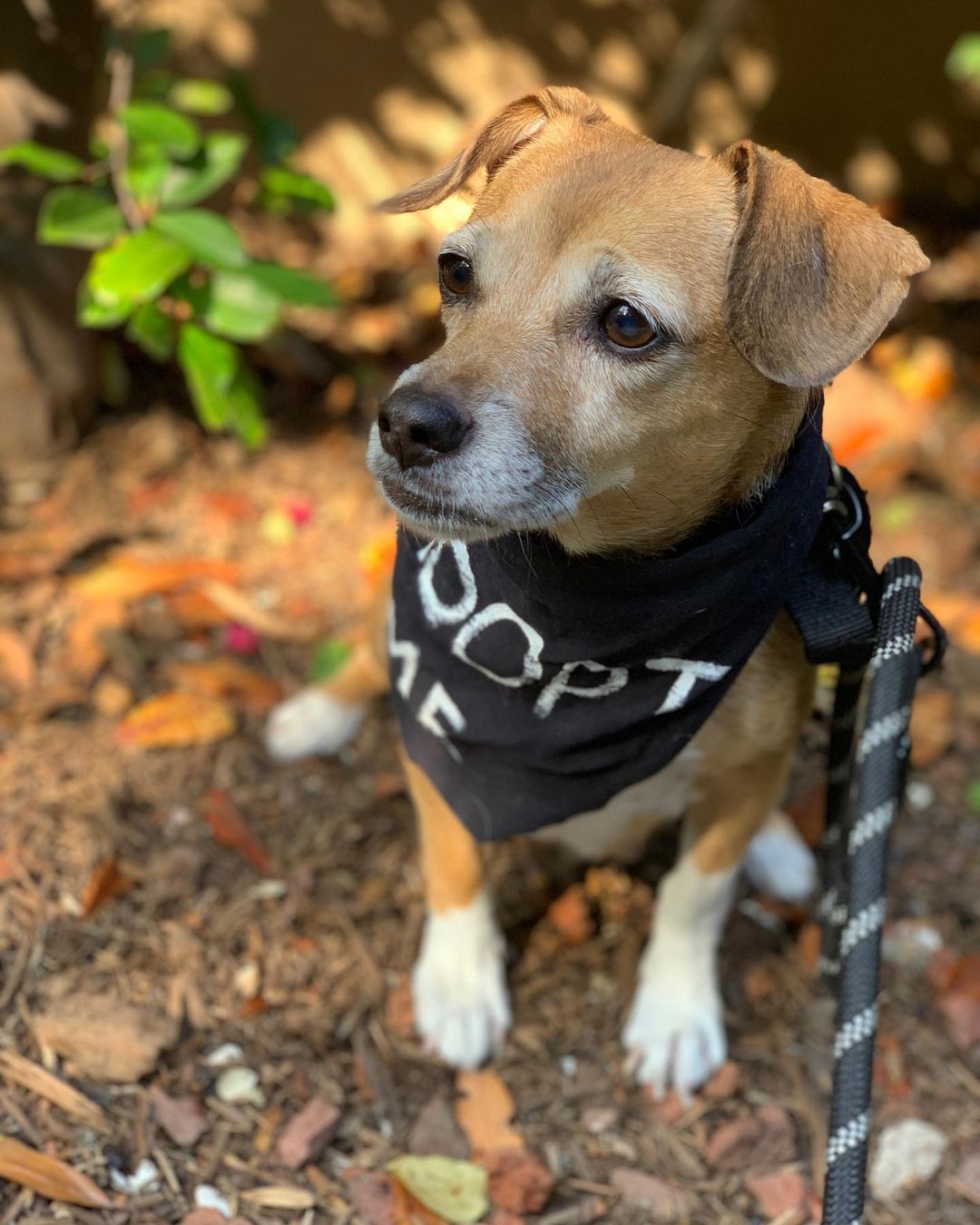 Our lovely mama Cora is available for adoption❣️ 
Now that all 5 of Cora’s pups are weaned and out of the house she’s ready to find her forever home too!  We took Cora just 1 day before she gave birth. She went from insecure and hiding under the couch to laying on top of the backrest so everyone can see her. 🐾🥰 

She is a calm and sweet soul. When she’s not basking in the rays of sun, she loves to lay close and snooze. 💤🐕

One look into those brown eyes and you’ll fall in love ♥️

 Her teeth, eyes and slightly greying snout tell us she’s probably around 7/8 years old. Cora is a petite girl at 16lbs and we’re thinking could be a mix of dachshund/beagle/corgi/chihuahua 😍