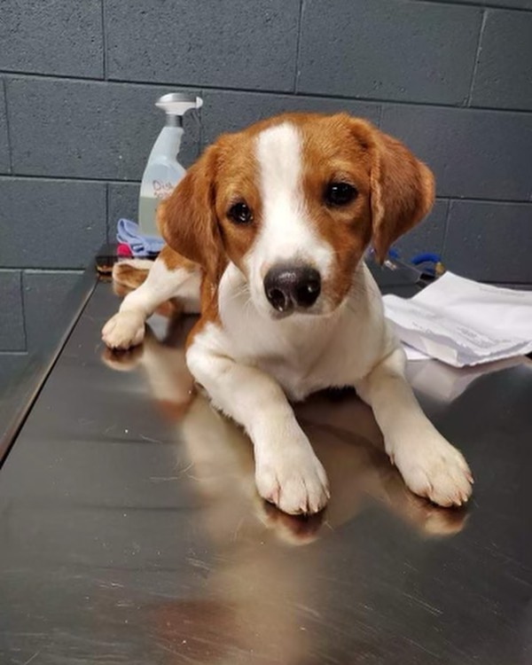 TWO PUPPY FOSTERS NEEDED BY FRIDAY! 1. Babyface, 10 months old, 18 lbs and super sweet.  Dog friendly. 
2. Marjorie is 14 week old and loves everyone, dogs and people alike. Swipe for dog test video with these cuties! If you’d like to foster one of these cuties please email Jennifer@freedom-ride.org with the subject line “babyface” or “marjorie”. Please note that all fosters must live within an hour of Raleigh and have an approved app on file. Not a foster yet and want to become one, head over to our website at freedom-ride.org and complete a foster application today!