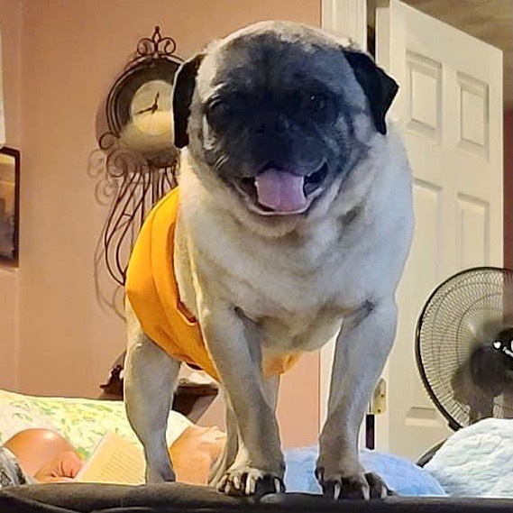 5 year old Frankie did not have to die. Heartworm is preventable. On the day most pet owners are medicating their dogs against this despicable parasite, Frankie cuddled with his favorite human, his foster dad, and passed away. He was 3 days post treatment number 2 for the heartworms swimming in his blood. It was more than he could handle. He joins his sister Macy who went before him with the same infection. We can’t always save them when their owners fail them, but we will never stop trying. 💔🌈🐾 <a target='_blank' href='https://www.instagram.com/explore/tags/rainbowbridge/'>#rainbowbridge</a> <a target='_blank' href='https://www.instagram.com/explore/tags/heartwormawareness/'>#heartwormawareness</a> <a target='_blank' href='https://www.instagram.com/explore/tags/heartwormispreventable/'>#heartwormispreventable</a> <a target='_blank' href='https://www.instagram.com/explore/tags/weloveyoufrankie/'>#weloveyoufrankie</a> <a target='_blank' href='https://www.instagram.com/explore/tags/stfrancisofassisi/'>#stfrancisofassisi</a>