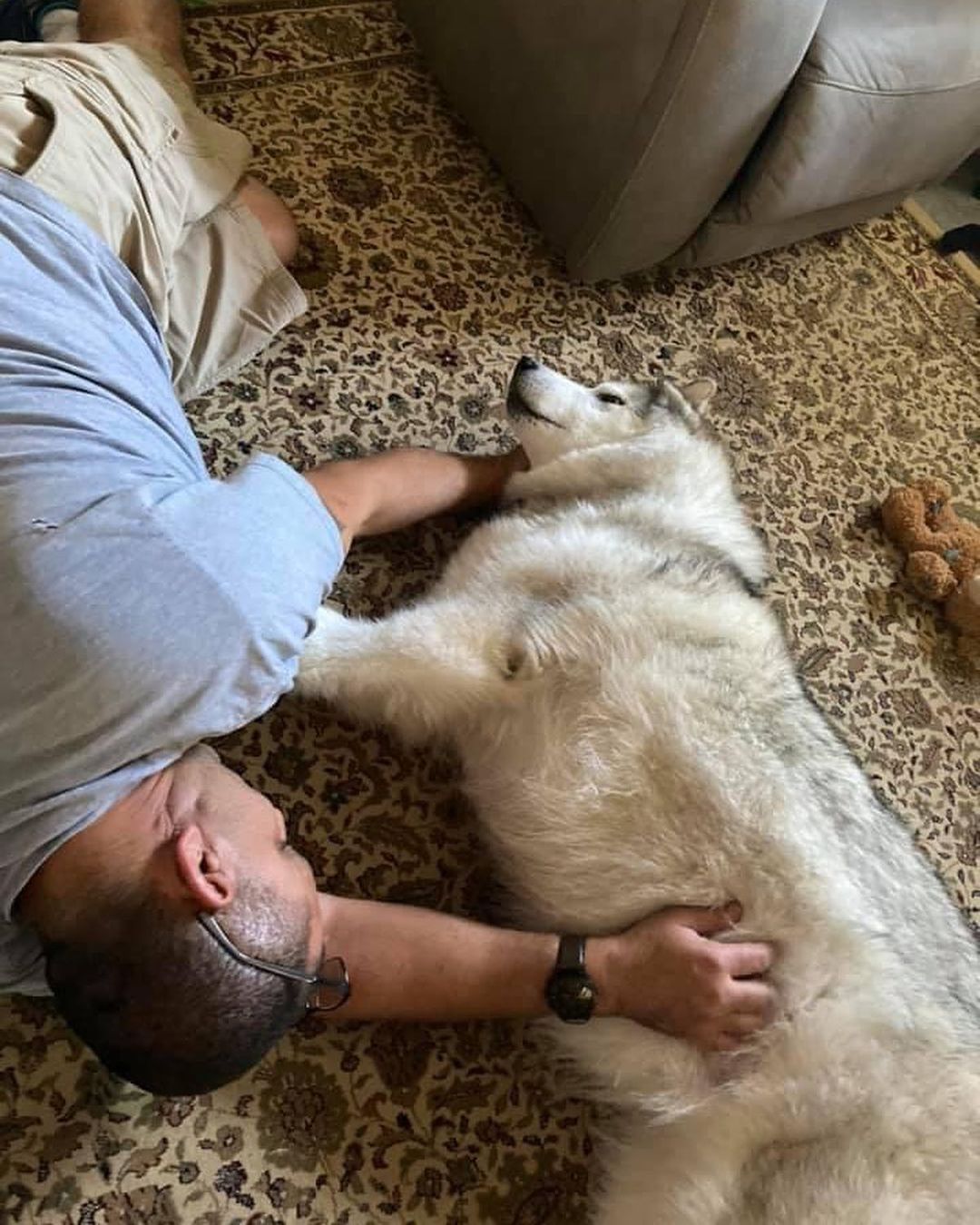 Dad is here to serve you Gypsy Peanut 🥜— rubbing the belly makes Gypsy so happy 🐾♥️🐾 <a target='_blank' href='https://www.instagram.com/explore/tags/chaampmalamutes/'>#chaampmalamutes</a>