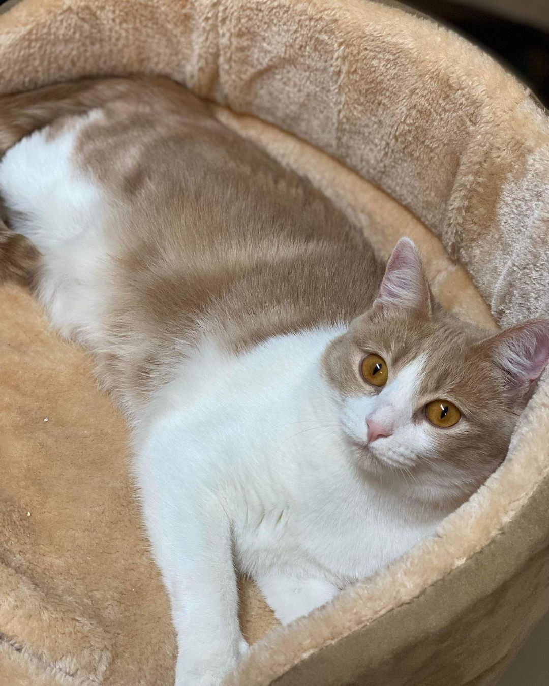 This is Tania and she is our longest standing resident kitty! She is one years old and ready to be adopted! Send in an application today for Tania!