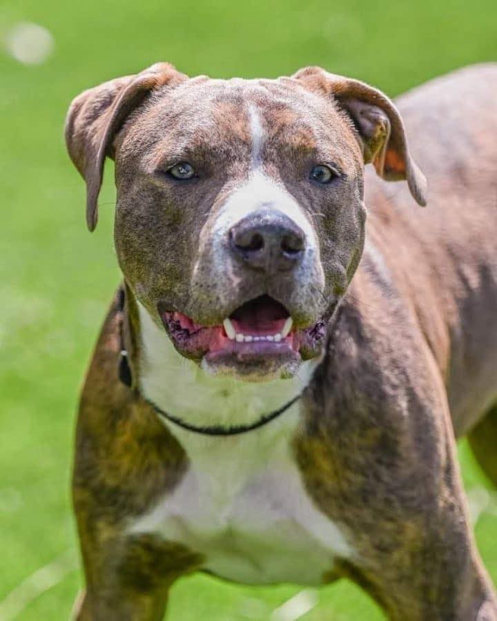 Hi I’m Brodie I am 8mths old.
You will love me!!!
Here’s my story….
My owners had many kids and they all ran in the streets with me. 
Until one day a volunteer witnessed me being hit with sticks. 
She knew she needed to help me. Sadly I was hit by a car and the owners surrendered me to the kind volunteer. 

Bullies-N-Beyond Rescue, Inc. took me under their rescue and have fully vetted me!
I love all dogs no matter how big or small. 
Not sure about kitties. 
I would do best with older kids. 
I am learning to trust people. I am shy at first but after I get to know you,
Im a total love and the sweetest, funniest my affectionate little guy you could meet. 
I love to swim! 
Contact 
BulliesNBeyond@gmail.com