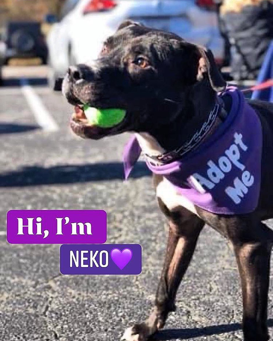 Some very lucky person is going to bring Neko home with them someday… That will make all of us so so happy!, Especially Neko!￼
Please see Neko’s link below and please share him for his forever home￼❤️ Thanks!
https://www.petfinder.com/dog/neko-52455268/md/parkton/amsterdog-ny1100/?fbclid=IwAR0ILkUaJmaEfTXWAmTbmFa4w7BB1uQooFYggHwIYE-oAl1k98Ra7-RLUGY