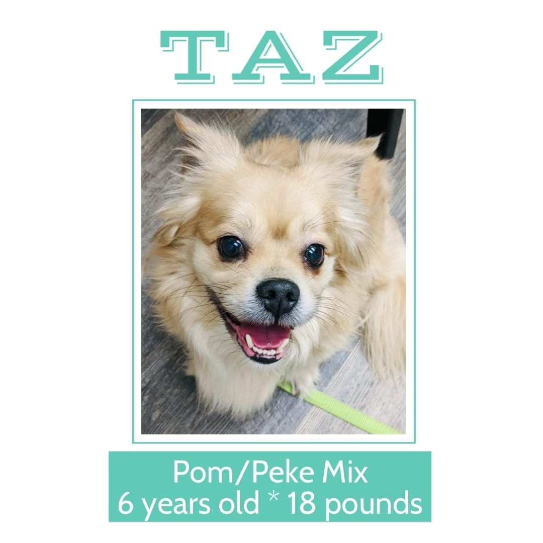 Introducing Taz ❤️
We rescued him at the request of an area animal shelter a couple weeks ago. His owner passed away and no one in the family wanted him. Taz has had bloodwork and shots and is available for adoption locally because he’s waiting to be neutered and have a teeth cleaning. 

Jenny, please put a link to his rescue in progress post which was two week ago tomorrow. 

Click here for more on Taz https://www.facebook.com/856947414317495/posts/4827061907306006/?d=n.
~ Hart-2-Heart Rescue, Greensboro, NC