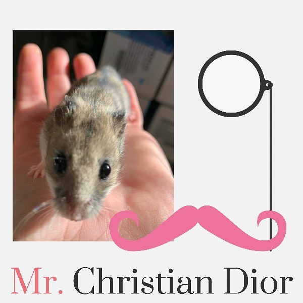 🎩🐹He’s So Fancy, You Already Know…🐹🎩

Introducing Mr. Christian Dior, the bougiest hamster you’ve ever met. This little guy is only six months old but he is incredibly gentle and enjoys being held. He also loves his luxury 🚘 Rolls-Royce 🚘of exercise balls — it takes him a few minutes to get int the groove, but once he is it’s full steam ahead! If you’ve ever wanted to add an easy-going, chill pet to your life, this is the boy for you!

Mr. Christian Dior comes with his luxury hand-crafted condo, his exercise ball, other assorted toys and bowls, and whatever food we have left over when you adopt him! 

💌: shelter@ochsms.org
☎️: 662-338-9093
🖥: www.ochsms.org/adopt

<a target='_blank' href='https://www.instagram.com/explore/tags/hampster/'>#hampster</a> <a target='_blank' href='https://www.instagram.com/explore/tags/hampstersofinstagram/'>#hampstersofinstagram</a> <a target='_blank' href='https://www.instagram.com/explore/tags/hampsteradoption/'>#hampsteradoption</a> <a target='_blank' href='https://www.instagram.com/explore/tags/ochs/'>#ochs</a> <a target='_blank' href='https://www.instagram.com/explore/tags/adoptdontshop/'>#adoptdontshop</a> <a target='_blank' href='https://www.instagram.com/explore/tags/animalrescue/'>#animalrescue</a> <a target='_blank' href='https://www.instagram.com/explore/tags/spayandneuter/'>#spayandneuter</a> <a target='_blank' href='https://www.instagram.com/explore/tags/adoptables/'>#adoptables</a> <a target='_blank' href='https://www.instagram.com/explore/tags/humanesociety/'>#humanesociety</a> <a target='_blank' href='https://www.instagram.com/explore/tags/animalwelfare/'>#animalwelfare</a> <a target='_blank' href='https://www.instagram.com/explore/tags/fosteringsaveslives/'>#fosteringsaveslives</a> <a target='_blank' href='https://www.instagram.com/explore/tags/whywerescue/'>#whywerescue</a> <a target='_blank' href='https://www.instagram.com/explore/tags/adoptezmoi/'>#adoptezmoi</a> <a target='_blank' href='https://www.instagram.com/explore/tags/adoptme/'>#adoptme</a> <a target='_blank' href='https://www.instagram.com/explore/tags/starkville/'>#starkville</a> <a target='_blank' href='https://www.instagram.com/explore/tags/starkvillems/'>#starkvillems</a> <a target='_blank' href='https://www.instagram.com/explore/tags/mspets/'>#mspets</a> <a target='_blank' href='https://www.instagram.com/explore/tags/petsofinstagram/'>#petsofinstagram</a> <a target='_blank' href='https://www.instagram.com/explore/tags/furreverhome/'>#furreverhome</a> <a target='_blank' href='https://www.instagram.com/explore/tags/rescuelove/'>#rescuelove</a>