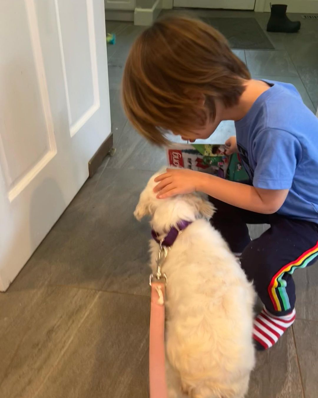 Little dog lovers, we have your girl! Meet Cortana, a purebred Coton de Tulear with an adorable underbite and the sweetest personality. 🤍🤍🤍

This 5 year old girl came to us this weekend as a breeder surrender and she is doing incredible in her foster home. She loves dogs of all sizes, kids and especially the cat - she does a hilarious little bounce in front of the cat to try to make her play with her (the humans all think this is very funny - the cat is less amused 🤣). She walks well on a leash, is gentle, is crate trained and is picking up potty training quickly. 🤍🤍🤍

Cortana is just 12lbs and doesn’t shed. She is eager for love and just melts into your lap when you pet her. She will be an easy going, loving companion for any home. Fill out an app to meet her before she’s scooped up! 🤍🤍🤍

<a target='_blank' href='https://www.instagram.com/explore/tags/adoptme/'>#adoptme</a> <a target='_blank' href='https://www.instagram.com/explore/tags/rescuedog/'>#rescuedog</a> <a target='_blank' href='https://www.instagram.com/explore/tags/cotondetulear/'>#cotondetulear</a> <a target='_blank' href='https://www.instagram.com/explore/tags/smalldog/'>#smalldog</a> <a target='_blank' href='https://www.instagram.com/explore/tags/familydog/'>#familydog</a> <a target='_blank' href='https://www.instagram.com/explore/tags/catfriendly/'>#catfriendly</a> <a target='_blank' href='https://www.instagram.com/explore/tags/love/'>#love</a> <a target='_blank' href='https://www.instagram.com/explore/tags/hypoallergenic/'>#hypoallergenic</a> <a target='_blank' href='https://www.instagram.com/explore/tags/mature/'>#mature</a> <a target='_blank' href='https://www.instagram.com/explore/tags/dogsofstl/'>#dogsofstl</a> <a target='_blank' href='https://www.instagram.com/explore/tags/dogsofstlouis/'>#dogsofstlouis</a> <a target='_blank' href='https://www.instagram.com/explore/tags/sweetheart/'>#sweetheart</a> <a target='_blank' href='https://www.instagram.com/explore/tags/pickme/'>#pickme</a>