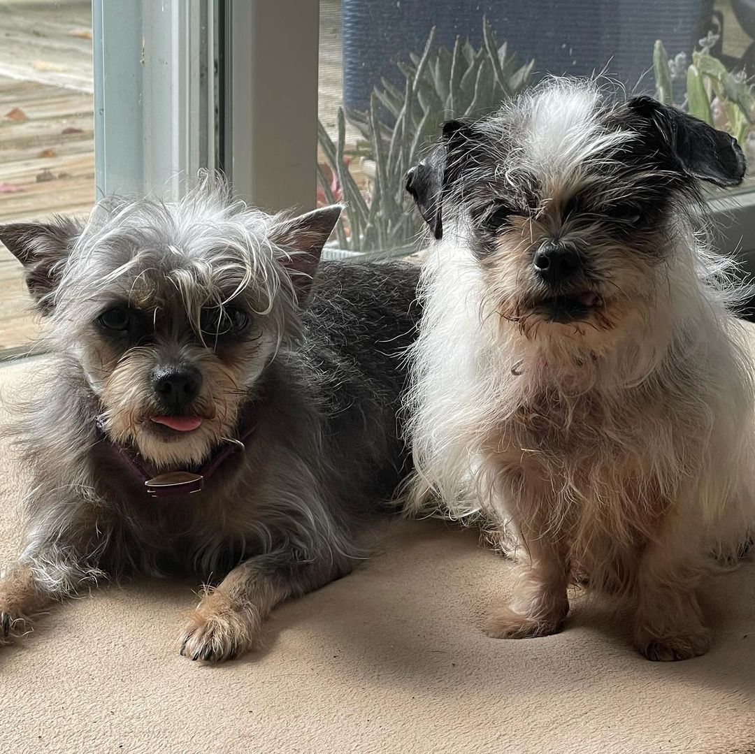 Two of a kind! Best friends Lucy and Angel looking to start their next chapter together 💕 Visit their profile to learn more: https://www.adoptapet.com/pet/33055066-worcester-massachusetts-chihuahua-mix