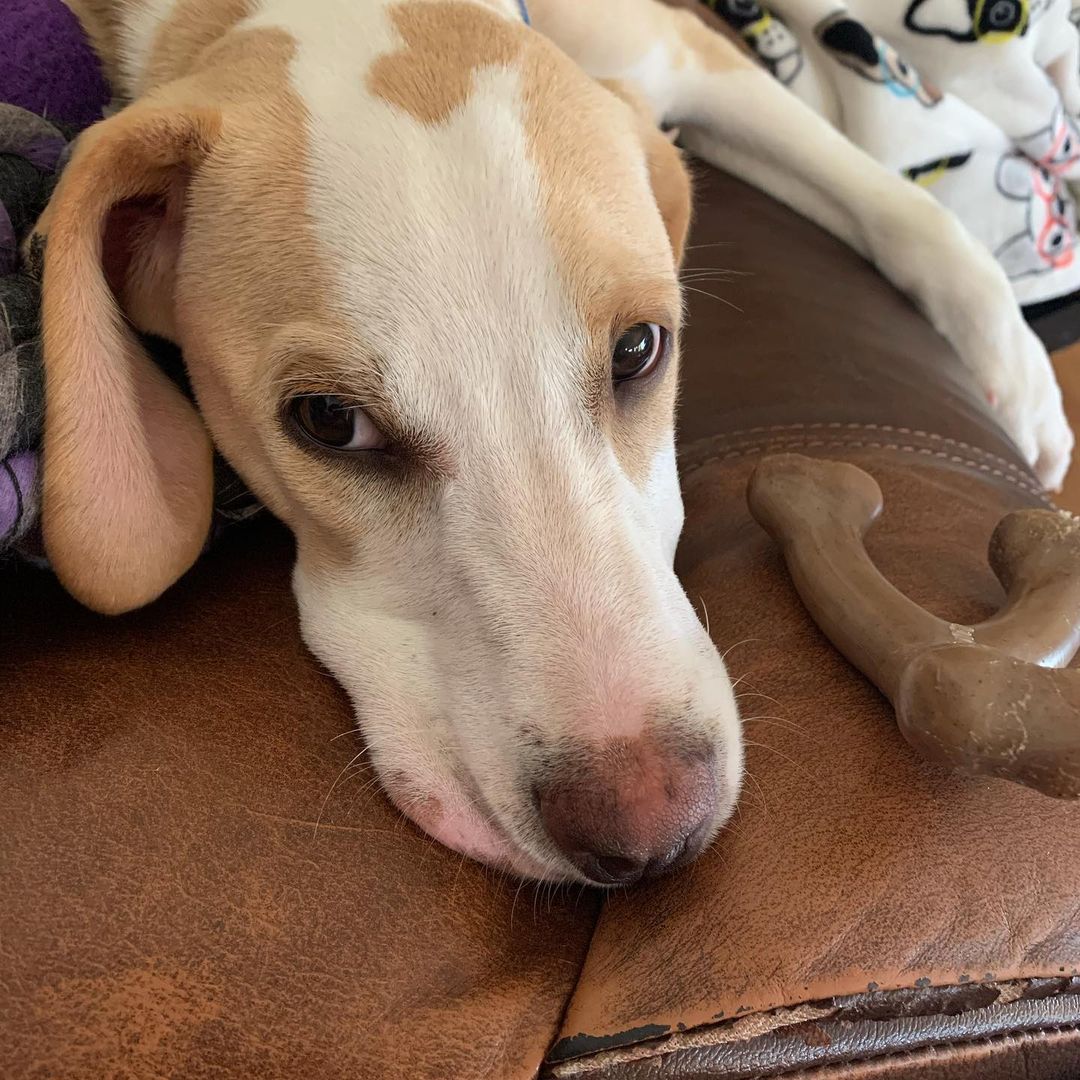 Hi, my name is Ted. I recently came to WNY from Tennessee. I’m a 15  week old hound mix. My foster family say I’m doing really good with my potty training. I’m learning to sit, stay, I sleep in my crate all night. I’m playful but like my nap time. I’m great with other dogs, children. I’m up to date on my vaccines. I will be available for adoption 11/10 through Open Arms Rescue. Apply @ www.oarwny.org