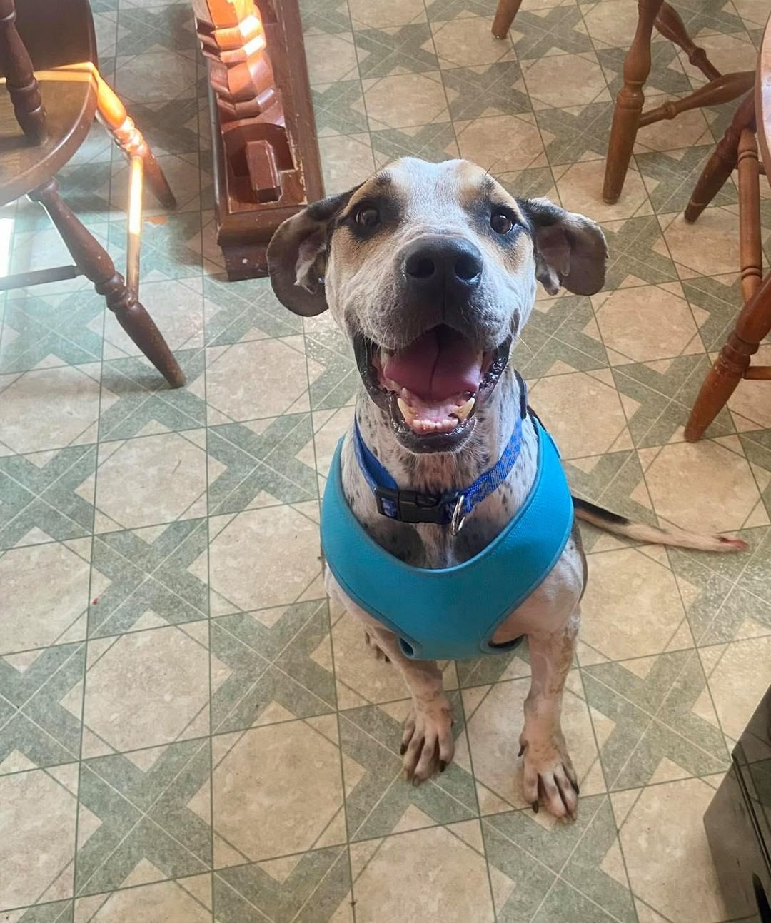 Remember the malnourished hound who was found as a stray last month in Botetourt County? His name is now Hugo, and he just found his forever home. As you can tell, he is so excited. We are so happy for this handsome boy!