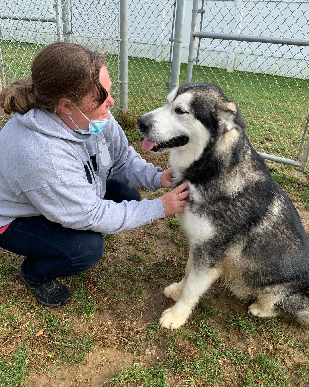 Welcome adorable Zander to CHAAMP ❤️ Zander is approximately three years old and was a staff favorite at the shelter. The shelter, like so many others, were filling up fast and out of space. Thank you Steve for transporting him and getting him to us safely and to the shelter for reaching out to us and for taking good care of him. Stay tuned while we get to know more about this sweet goofy guy ❤️ <a target='_blank' href='https://www.instagram.com/explore/tags/chaampmalamutes/'>#chaampmalamutes</a>