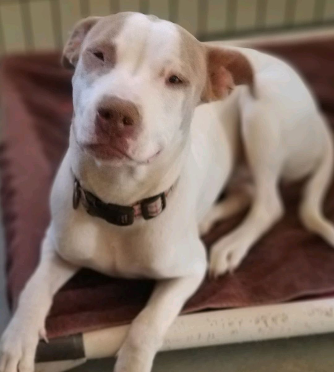 Snowy is going into a foster home soon, but she still needs a forever home! This girl is only about one year old and she's super sweet and dog friendly 💙